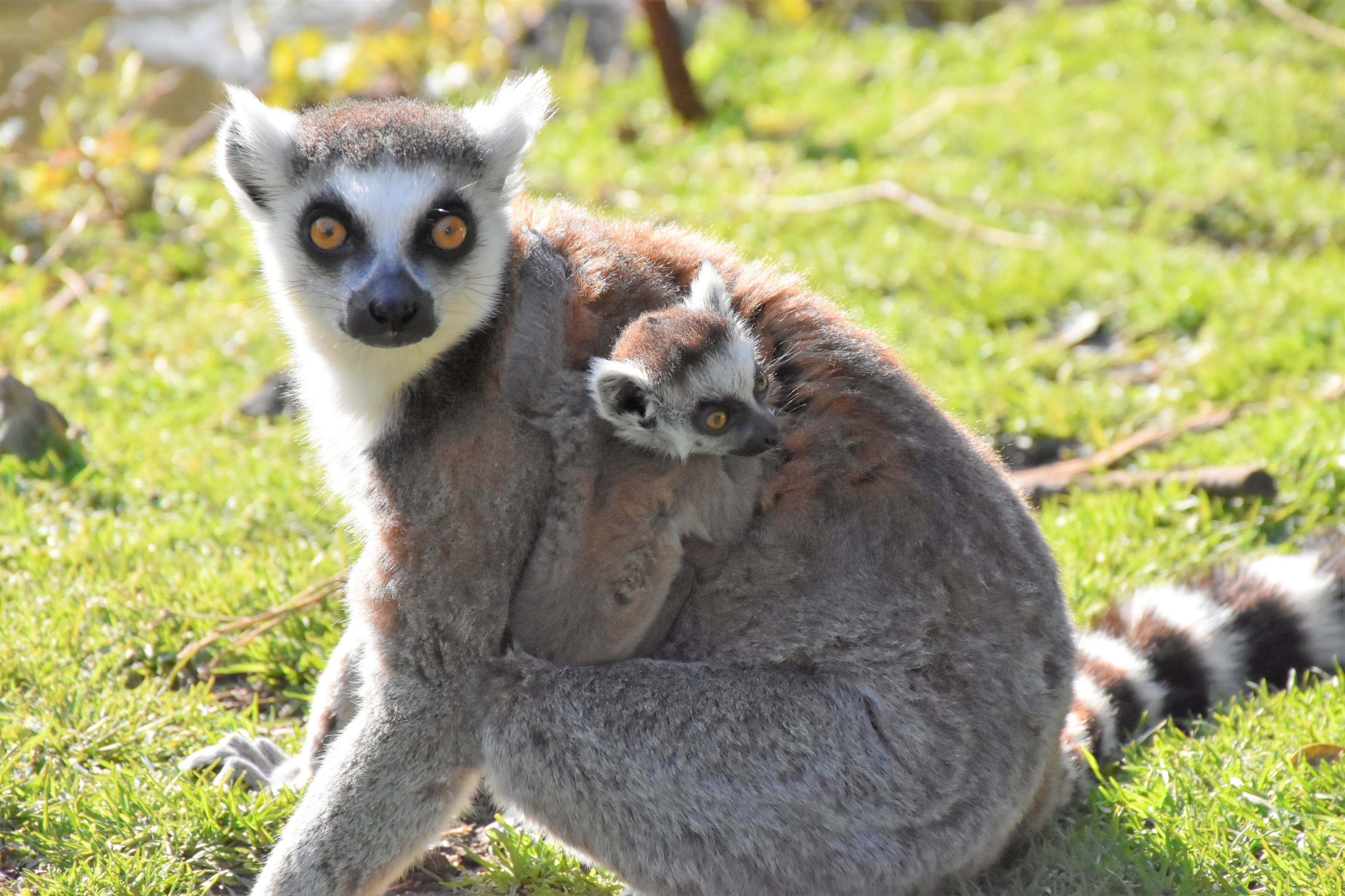 ワオキツネザルの親子
