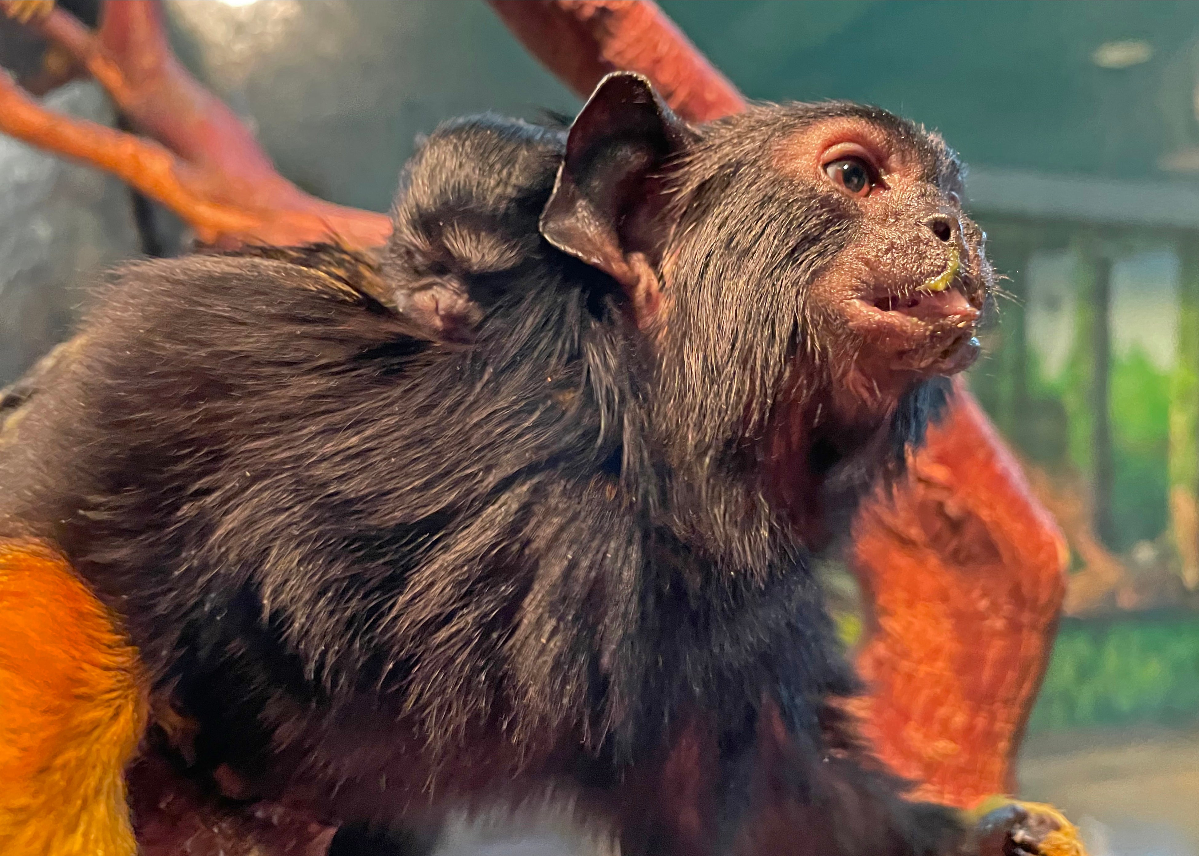 アカテタマリン