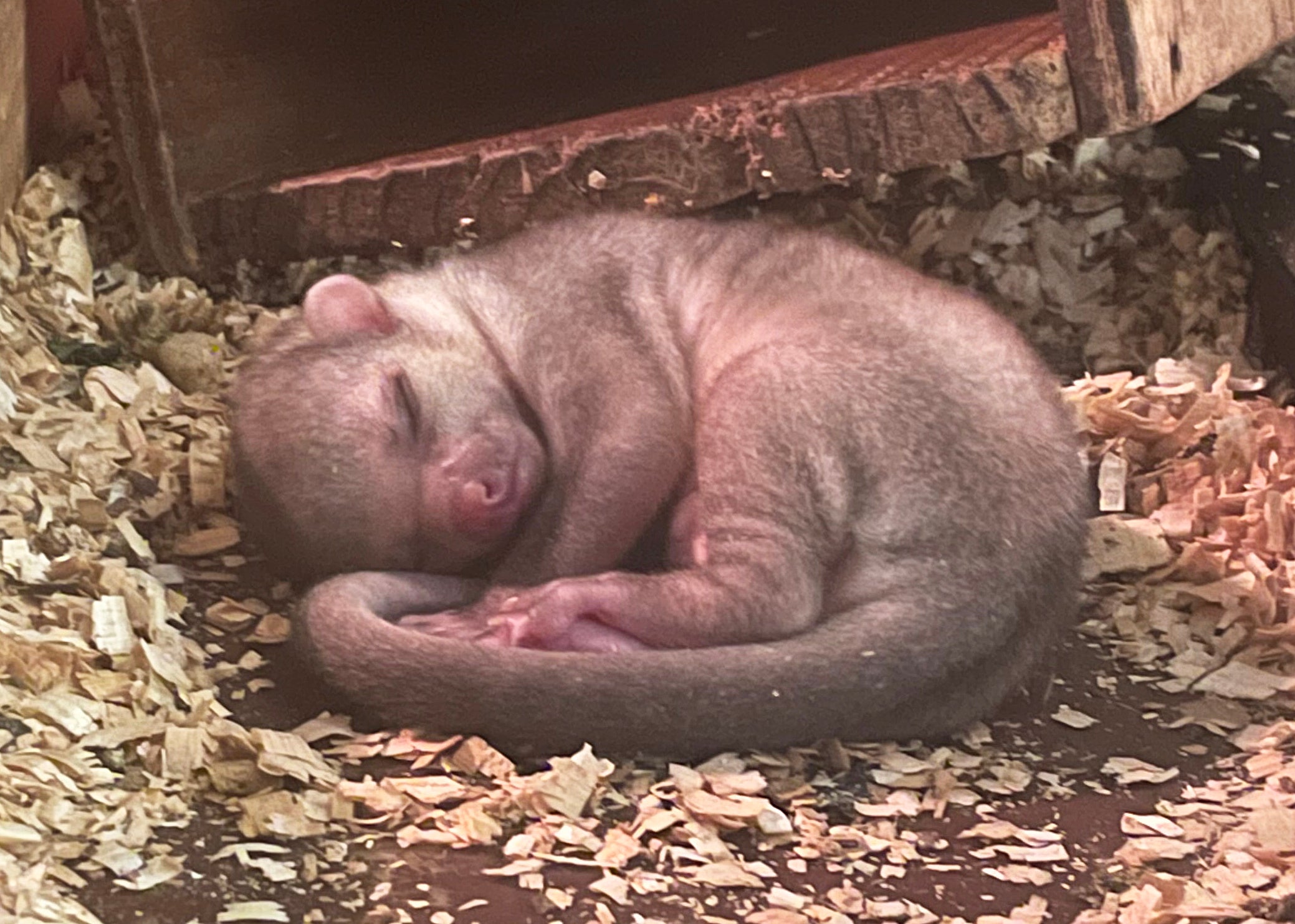 キンカジューの赤ちゃん