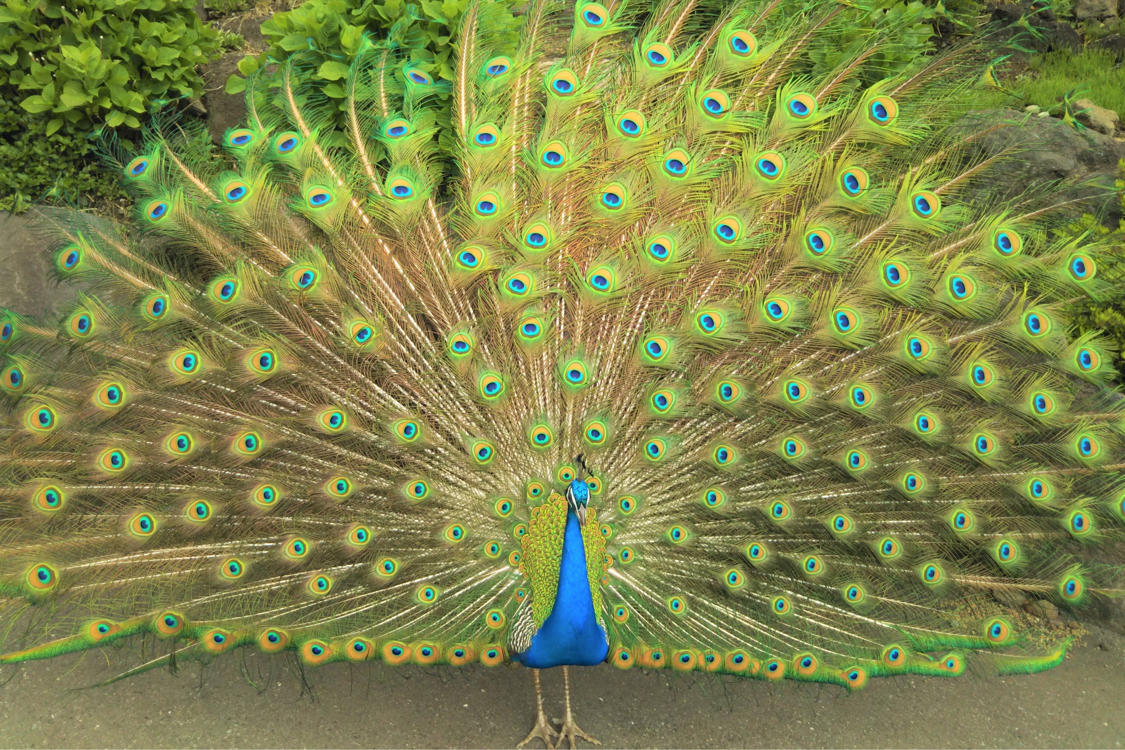 クジャクのディスプレイ