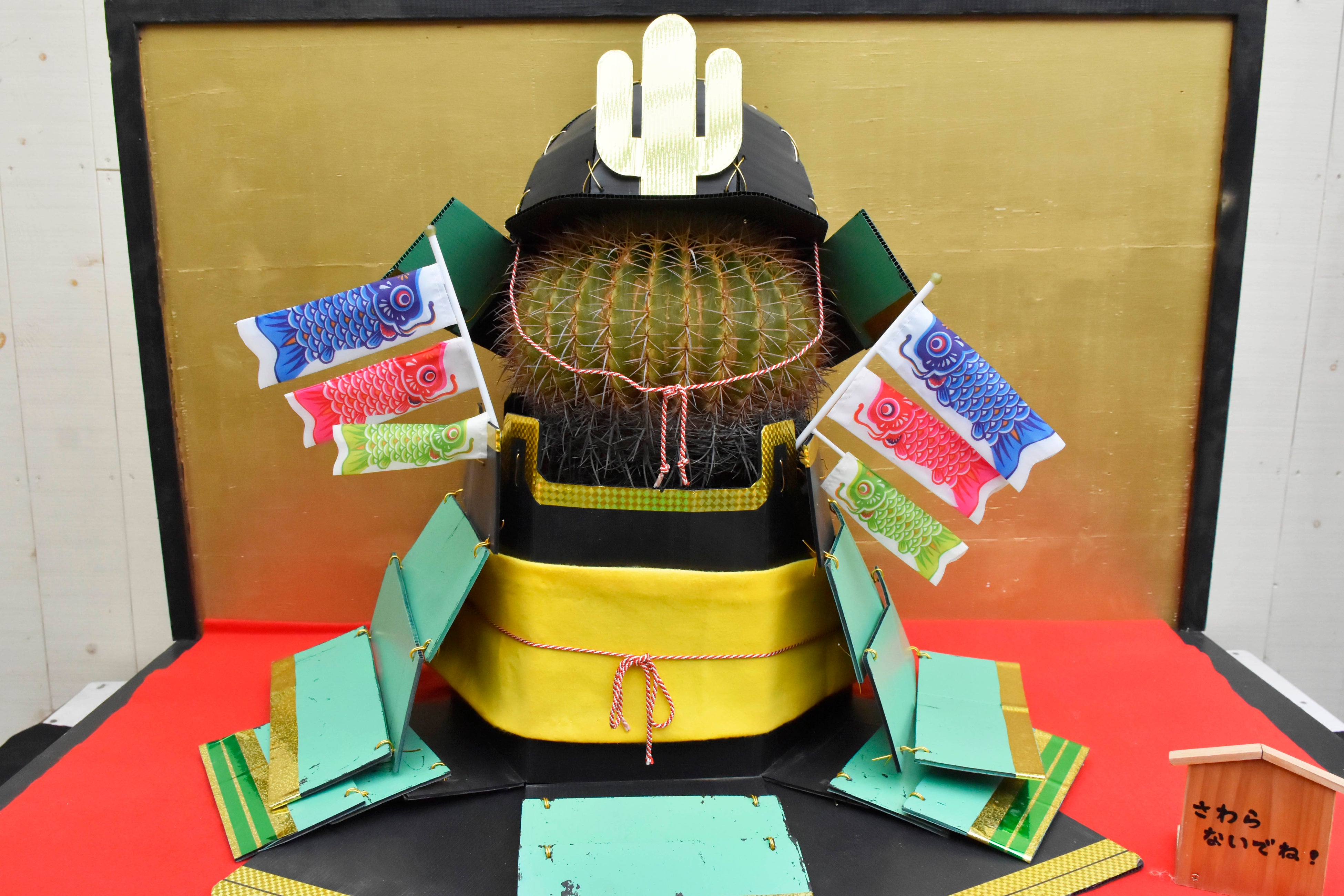 しゃぼ丸はサボテンの王様「金鯱」