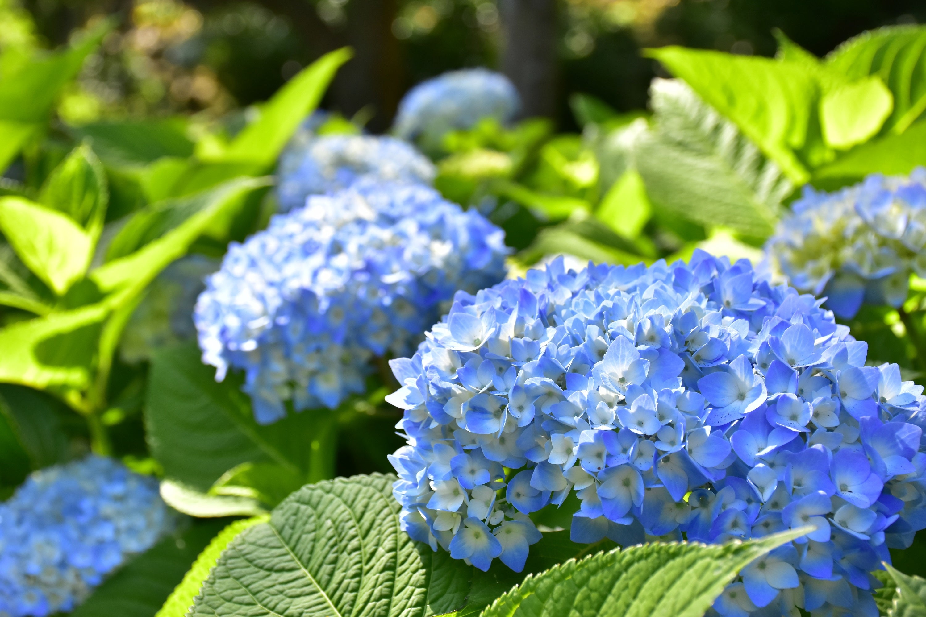 ニューヨークランプミュージアム フラワーガーデンの あじさい苑 が22年5 28 土 7 3 日 まで Open 株式会社伊豆シャボテン公園のプレスリリース