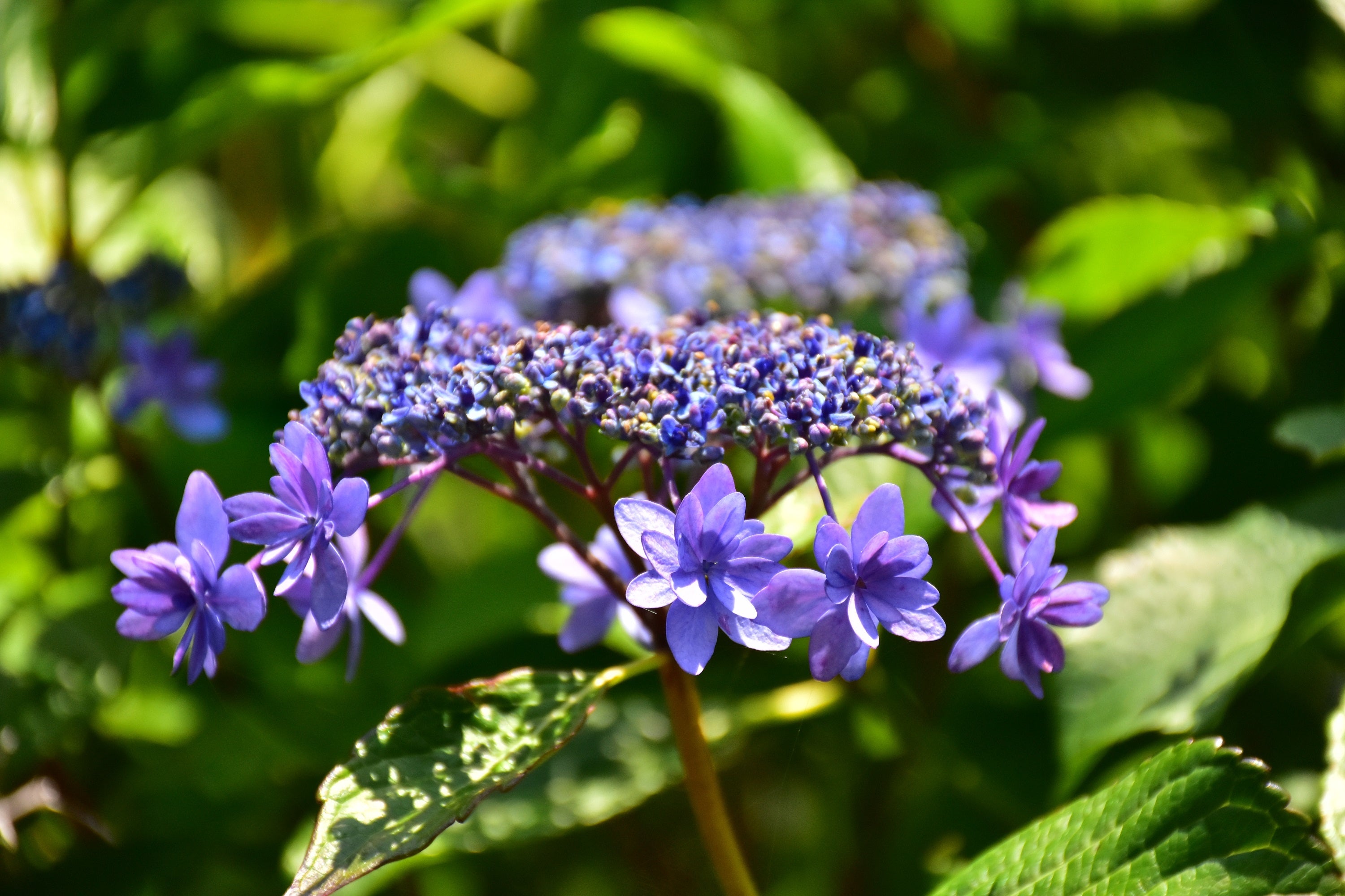 ニューヨークランプミュージアム フラワーガーデン0種以上の あじさい苑 5 28 土 オープン