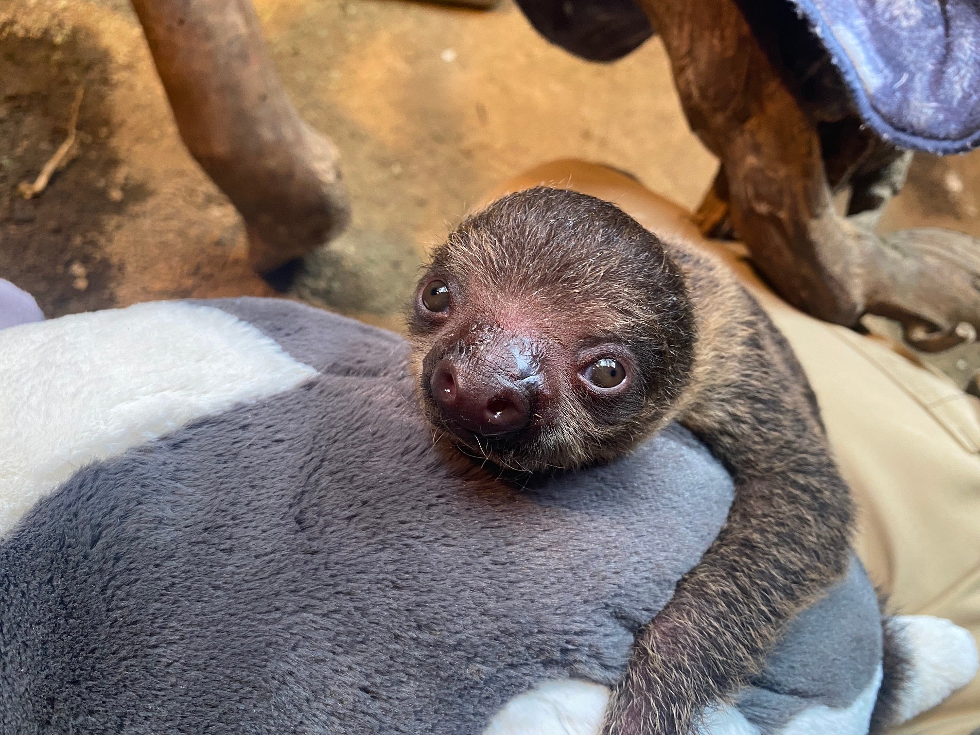 まん丸の目がキュート