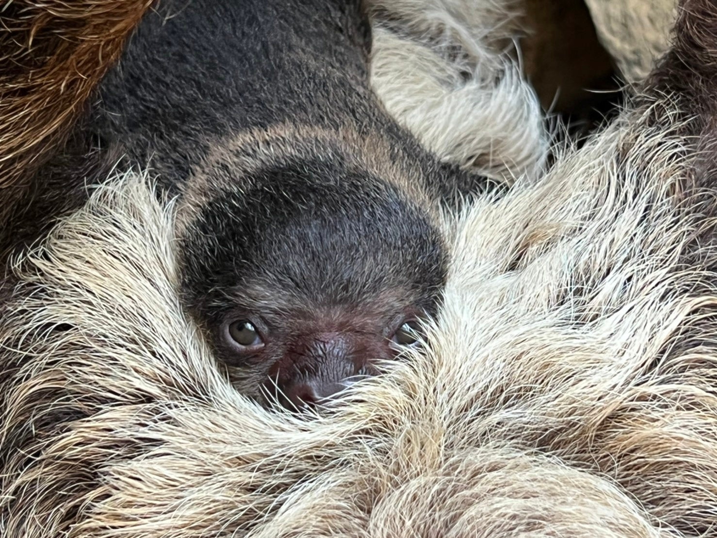 人気急上昇中の癒し系動物 フタユビナマケモノ の赤ちゃんが誕生 株式会社伊豆シャボテン公園のプレスリリース