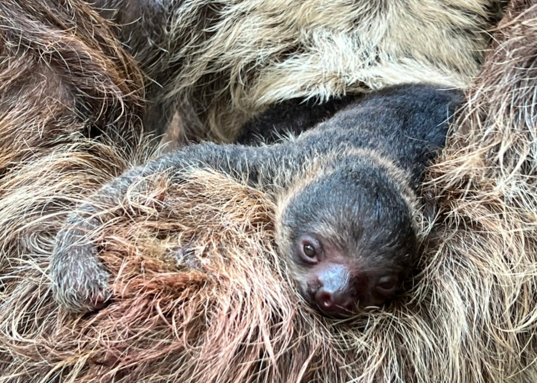 人気急上昇中の癒し系動物 フタユビナマケモノ の赤ちゃんが誕生 株式会社伊豆シャボテン公園のプレスリリース 人気急上昇中の癒し系動物 フタユビナマケモノ の赤ちゃんが誕生 株式会社伊豆シャボテン公園のプレスリリース