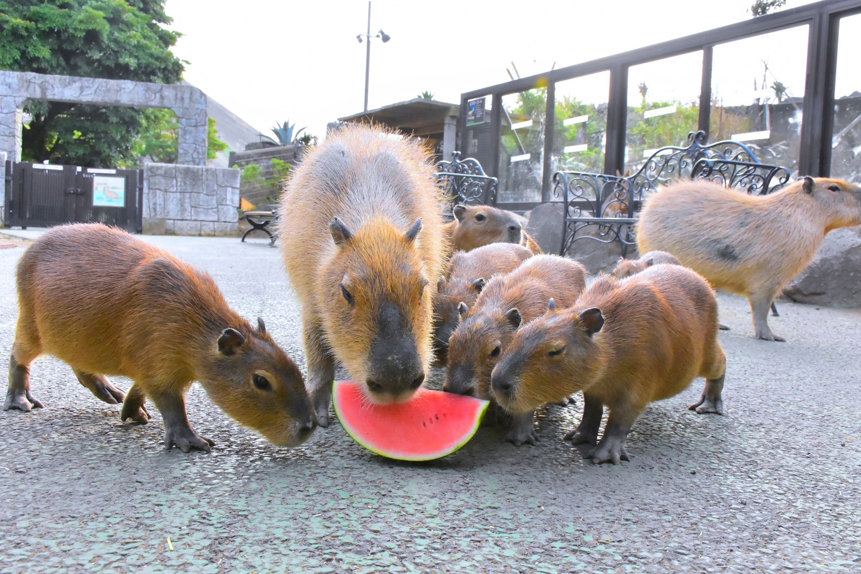 スイカを食べるカピバラ