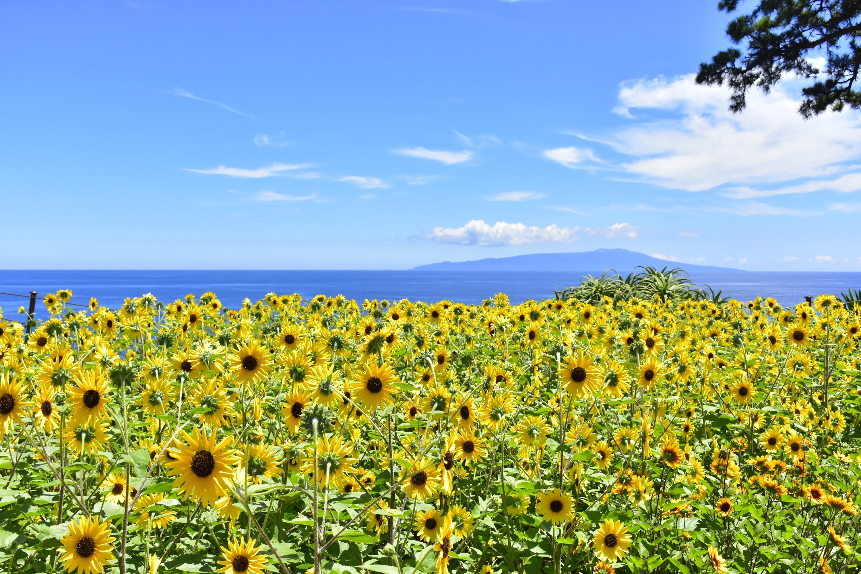 園内の岬に咲き誇るヒマワリ