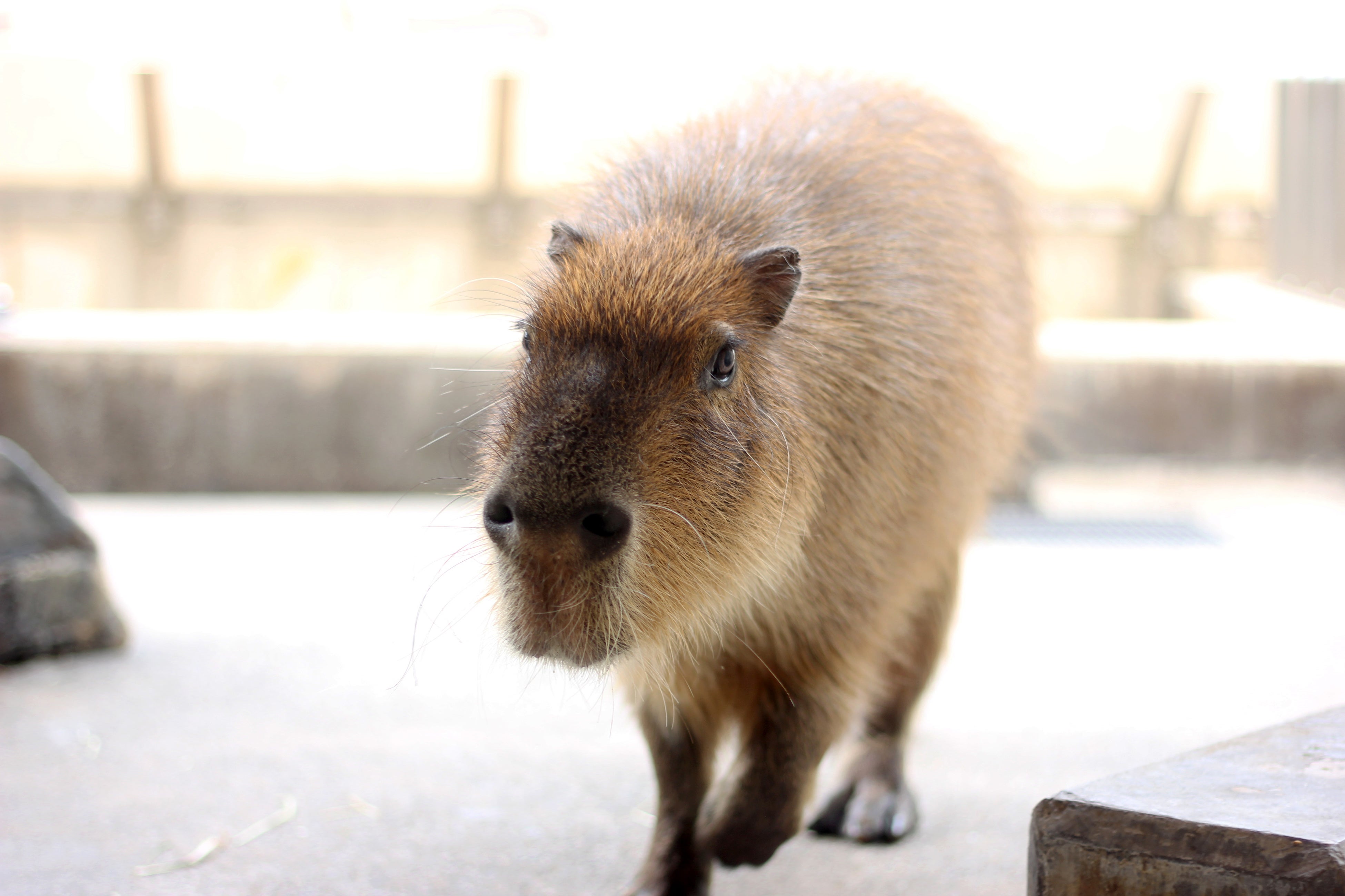 カピバラたちの負けられない戦い！「カピリンピック☆第7回カピバラの