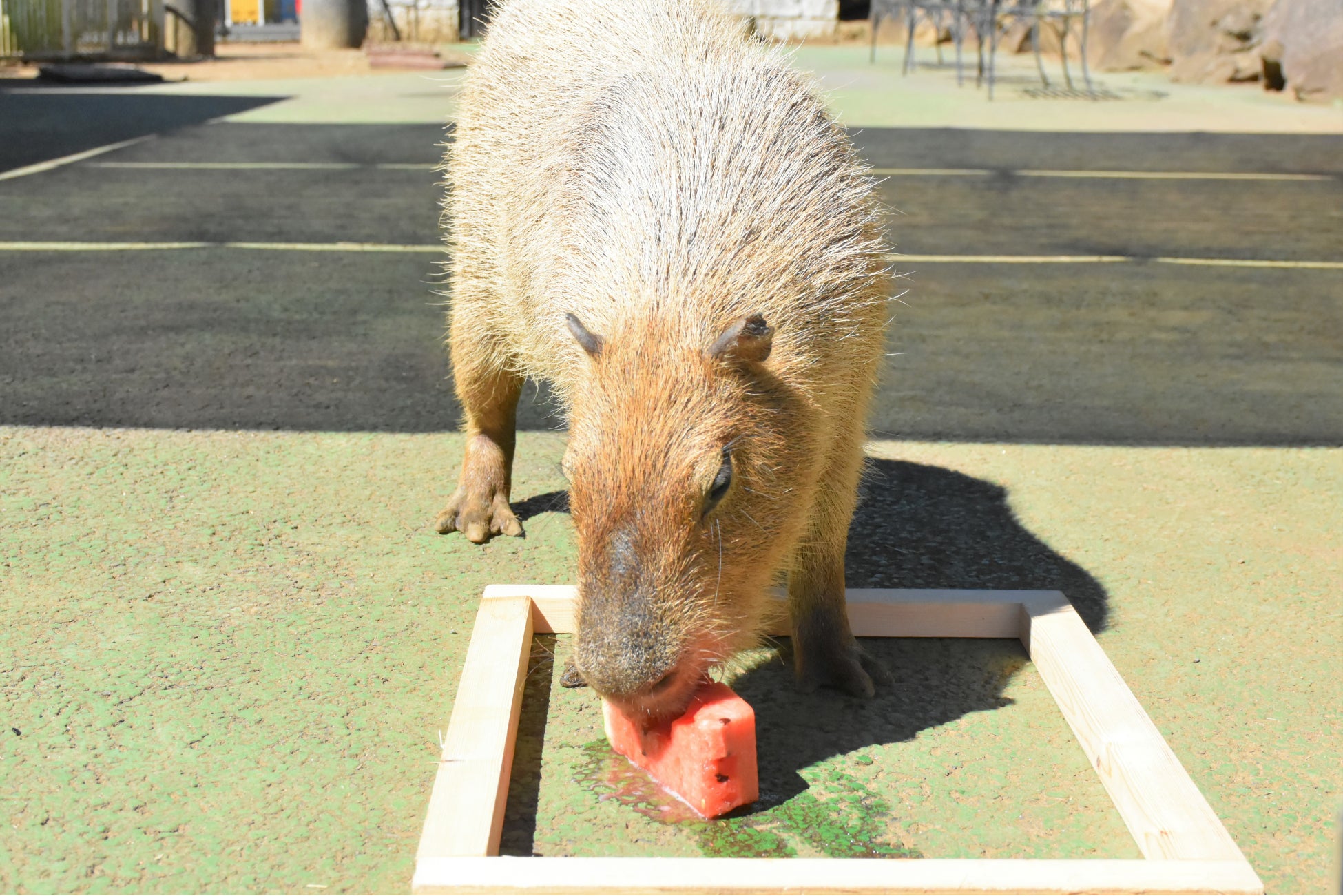 カピバラたちの負けられない戦い カピリンピック 第7回カピバラ のスイカ早食い競争 22 7 27 水 スイカの日に開催 株式会社伊豆シャボテン公園のプレスリリース カピバラたちの負けられない戦い カピリンピック 第7回カピバラ のスイカ早食い競争 22 7 27 水 スイカの日に開催 株式会社伊豆シャボテン公園のプレスリリース