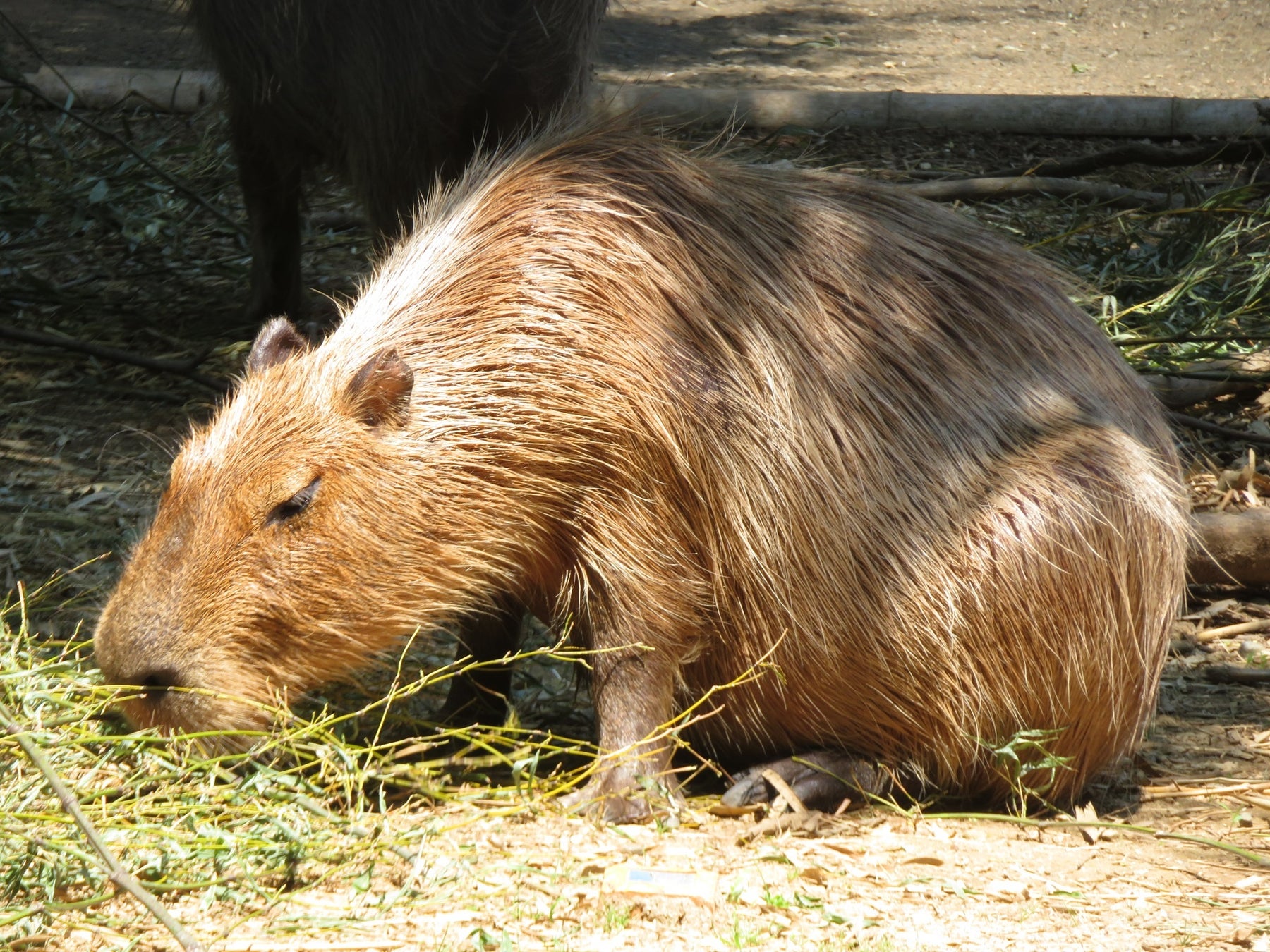 カピバラたちの負けられない戦い カピリンピック 第7回カピバラ のスイカ早食い競争 22 7 27 水 スイカの日に開催 株式会社伊豆シャボテン公園のプレスリリース カピバラたちの負けられない戦い カピリンピック 第7回カピバラ のスイカ早食い競争 22 7 27 水 スイカの日に開催 株式会社伊豆シャボテン公園のプレスリリース
