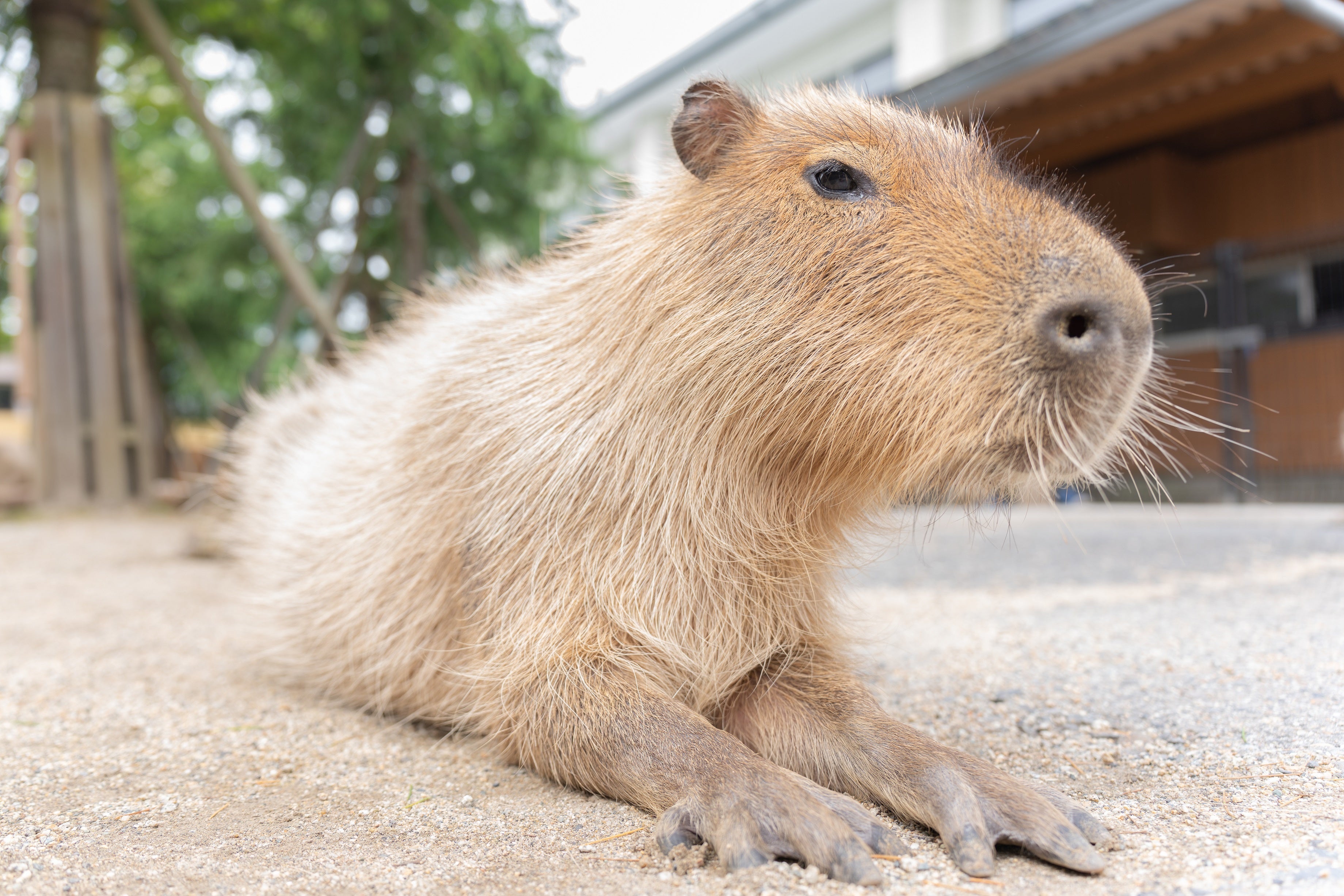 那須どうぶつ王国「コハル」