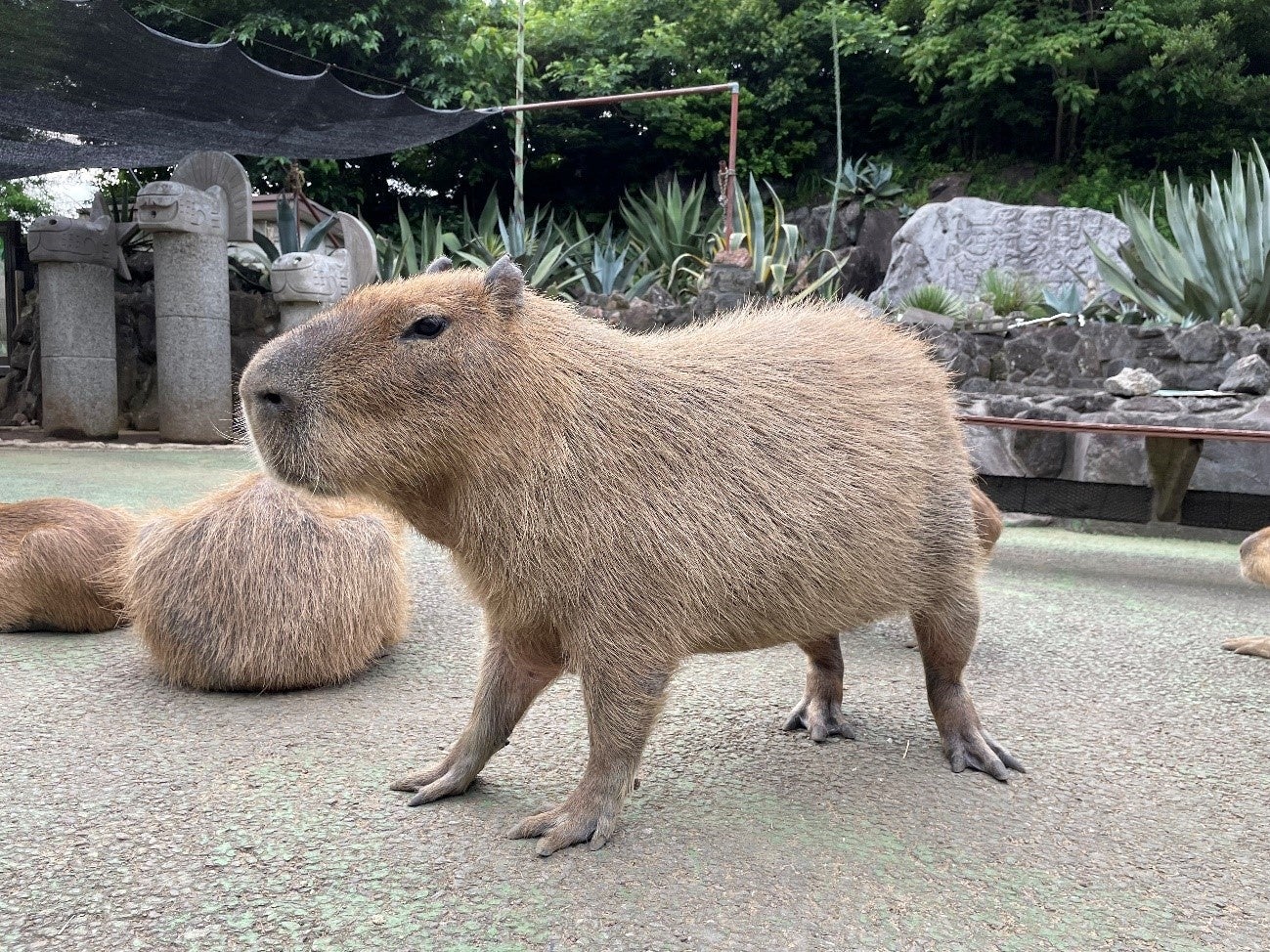 カピバラたちの負けられない戦い カピリンピック 第7回カピバラ のスイカ早食い競争 22 7 27 水 スイカの日に開催 株式会社伊豆シャボテン公園のプレスリリース カピバラたちの負けられない戦い カピリンピック 第7回カピバラ のスイカ早食い競争 22 7 27 水 スイカの日に開催 株式会社伊豆シャボテン公園のプレスリリース