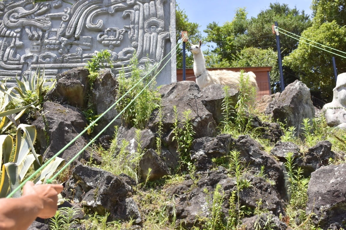 ラマのジップラインおやつあげ体験