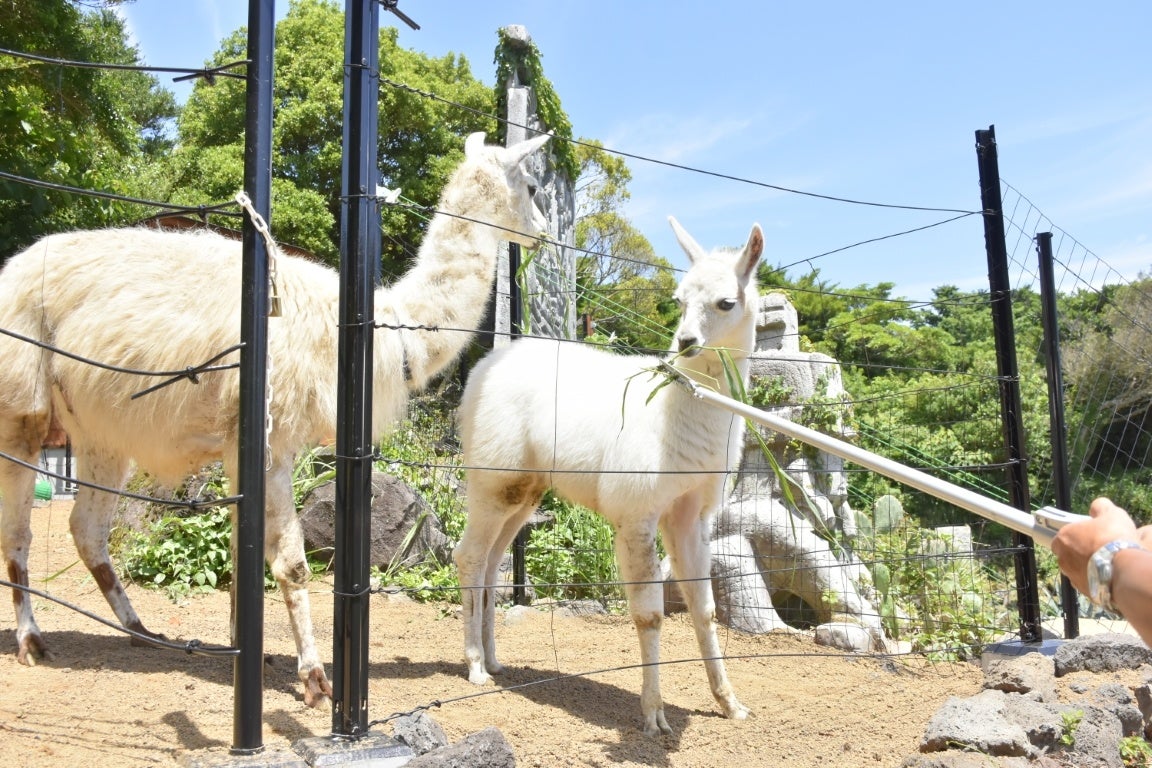 ラマのマジックハンドおやつあげ体験