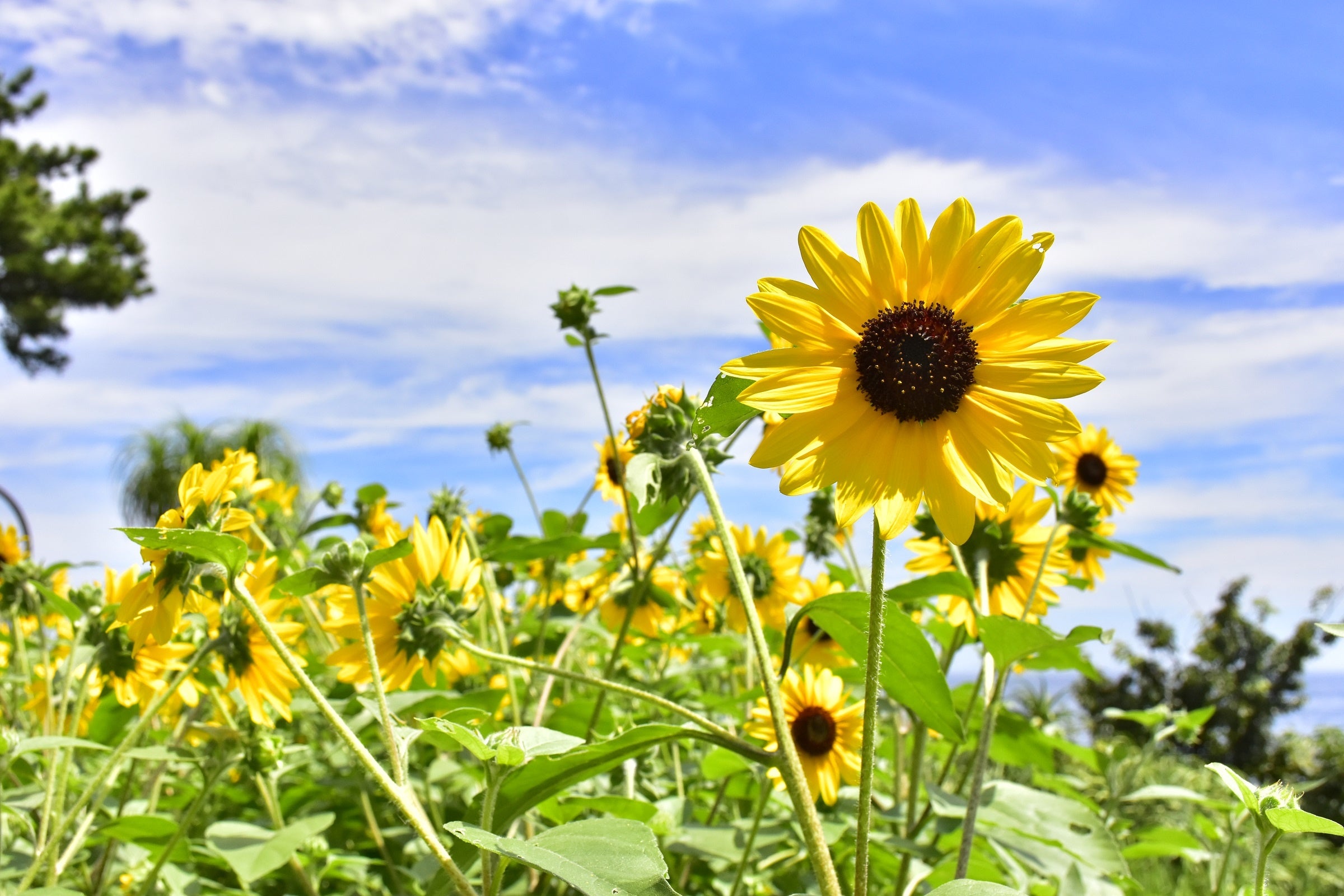 サンフィニティ