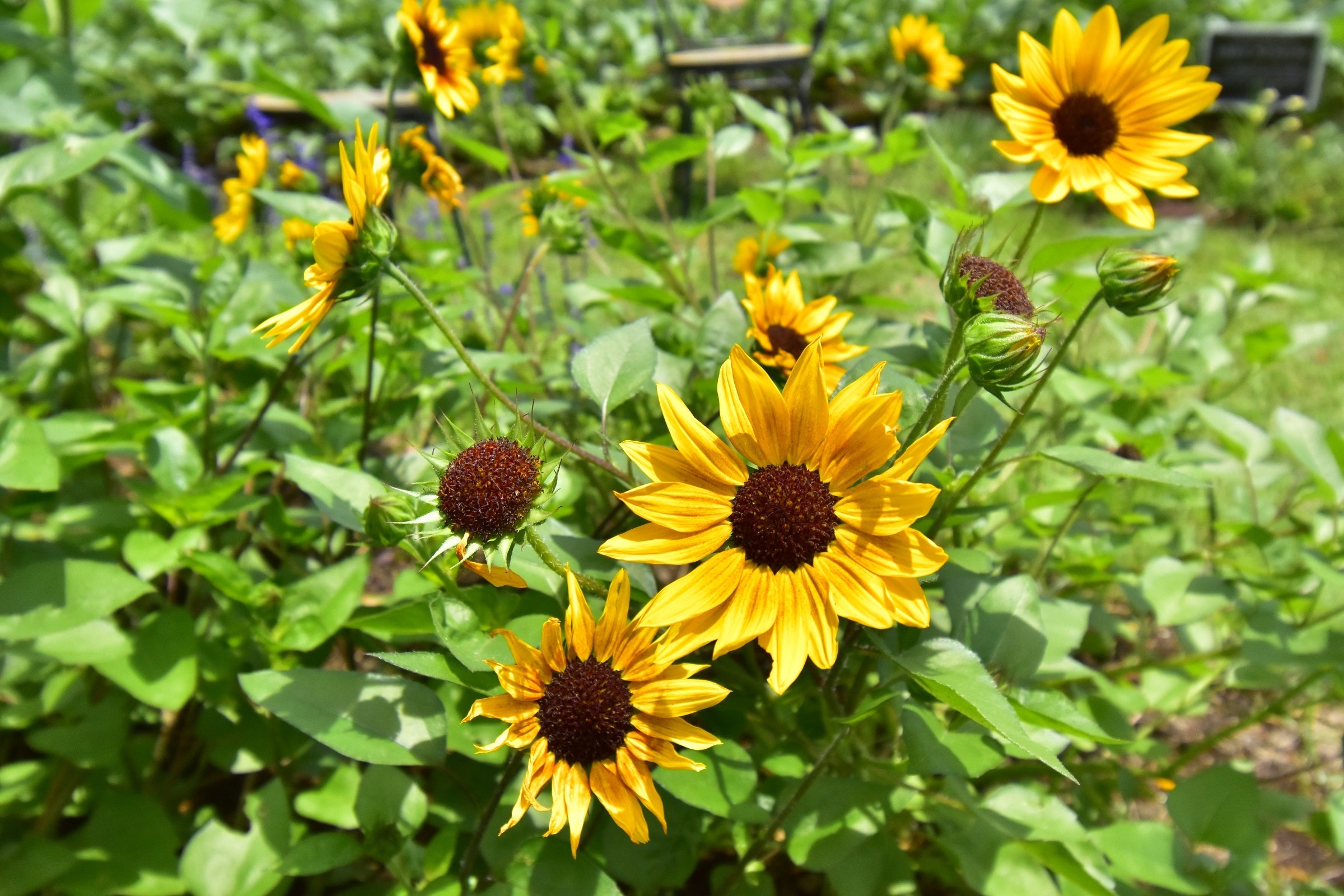 サンビリーバブル