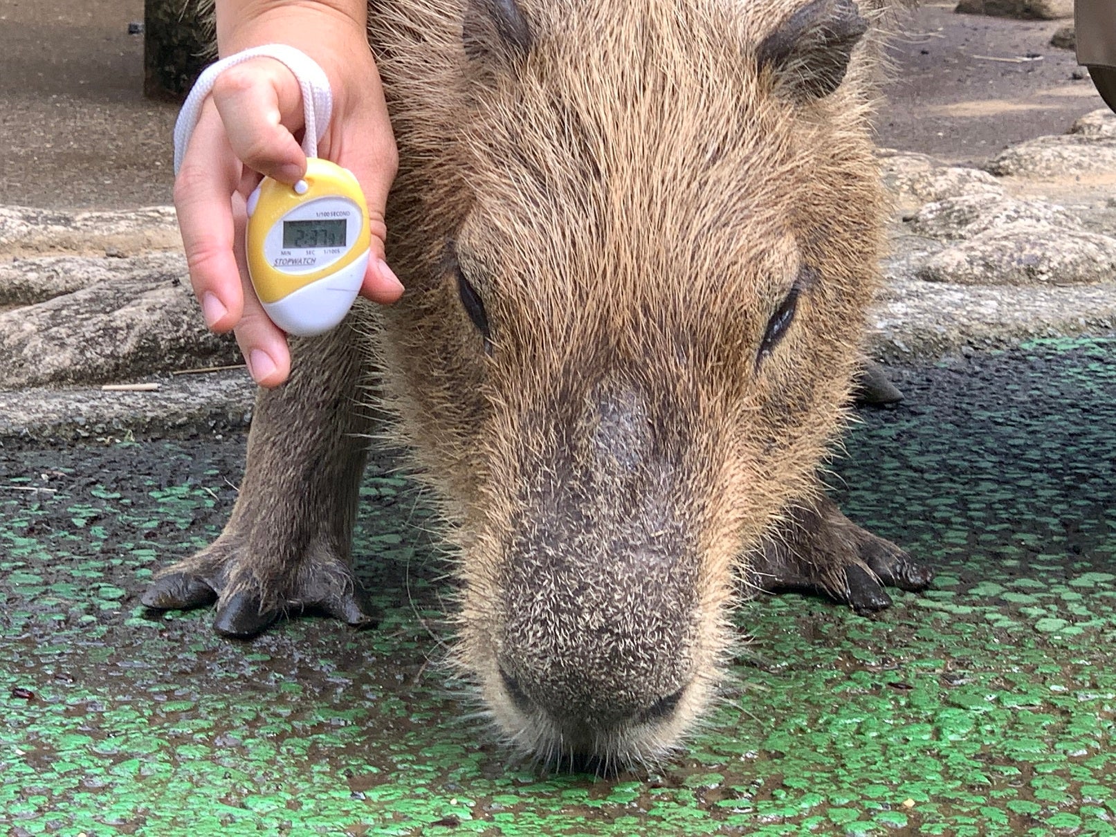 ギンナン、自己記録更新なるも3位