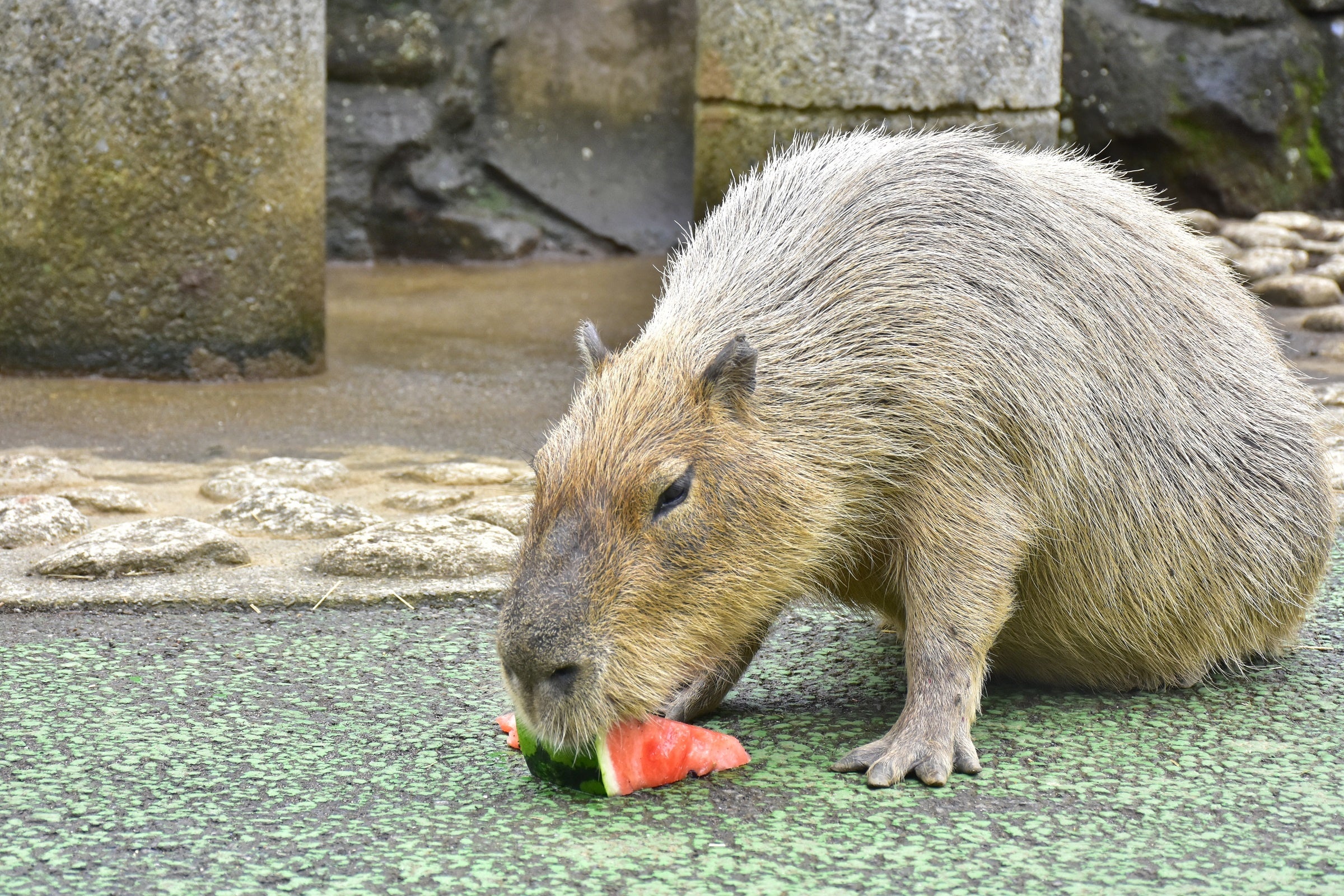 伊豆シャボテン動物公園「ギンナン」