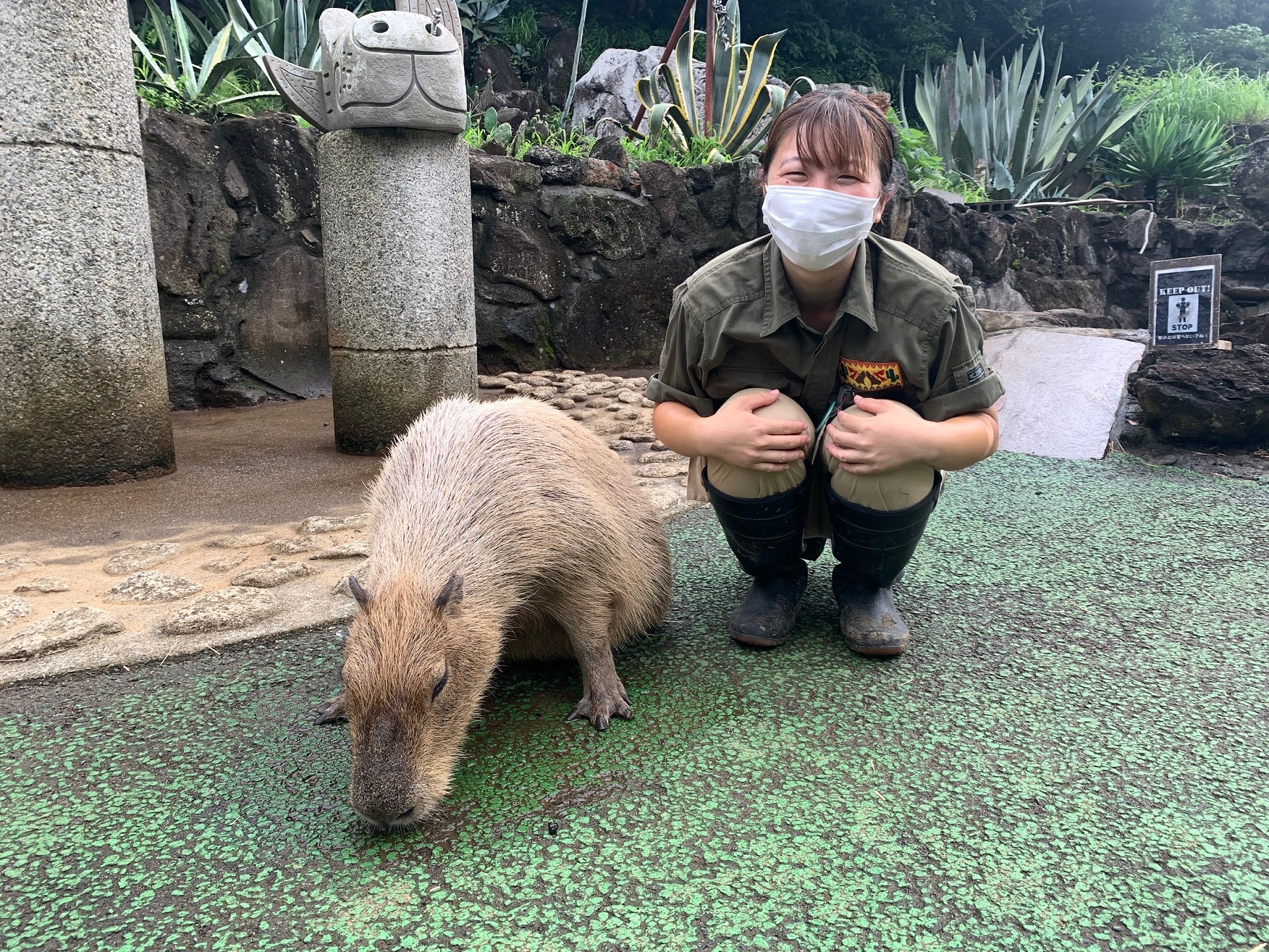 ギンナン、お疲れさま