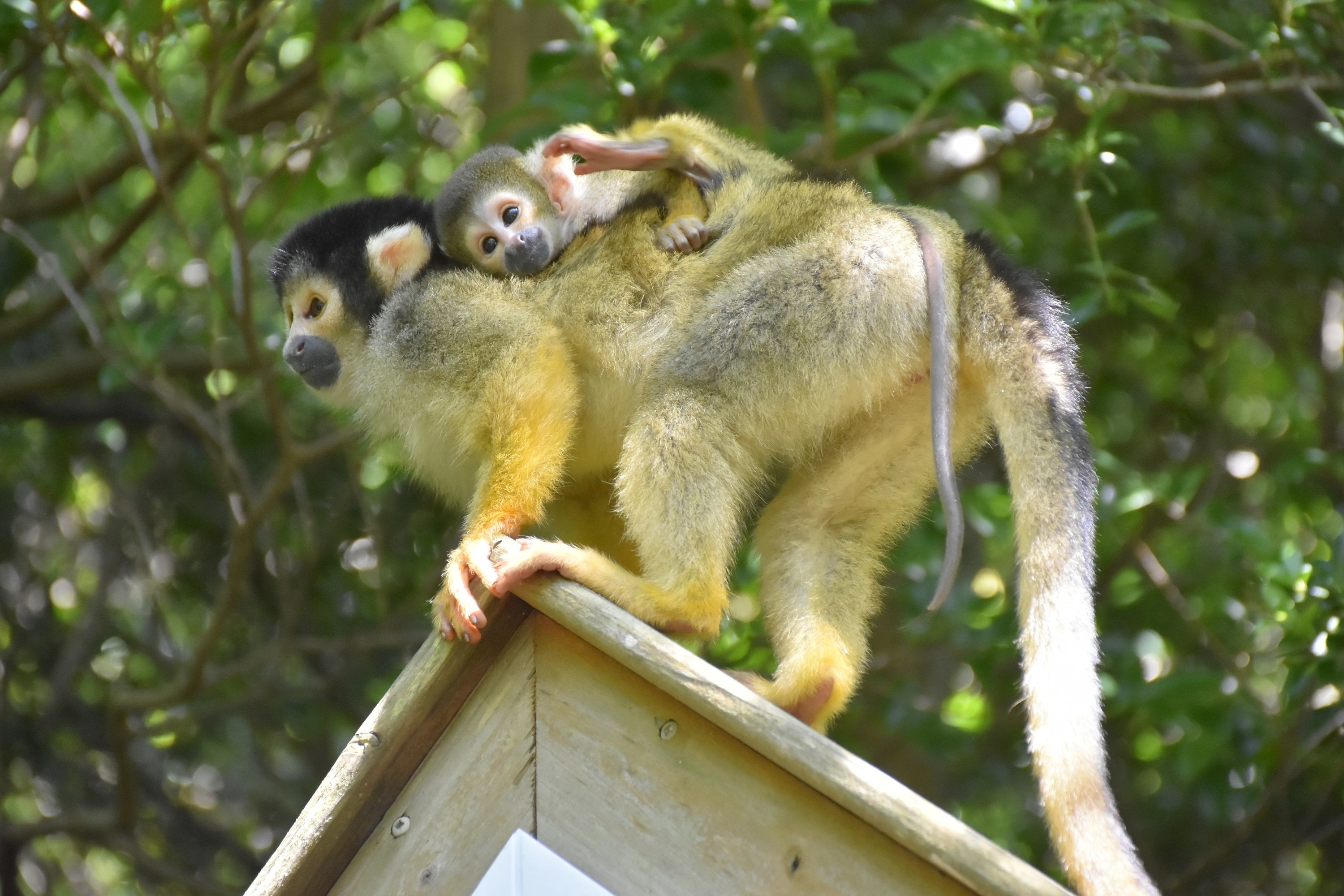 母親の背中にしっかりとしがみついて移動する