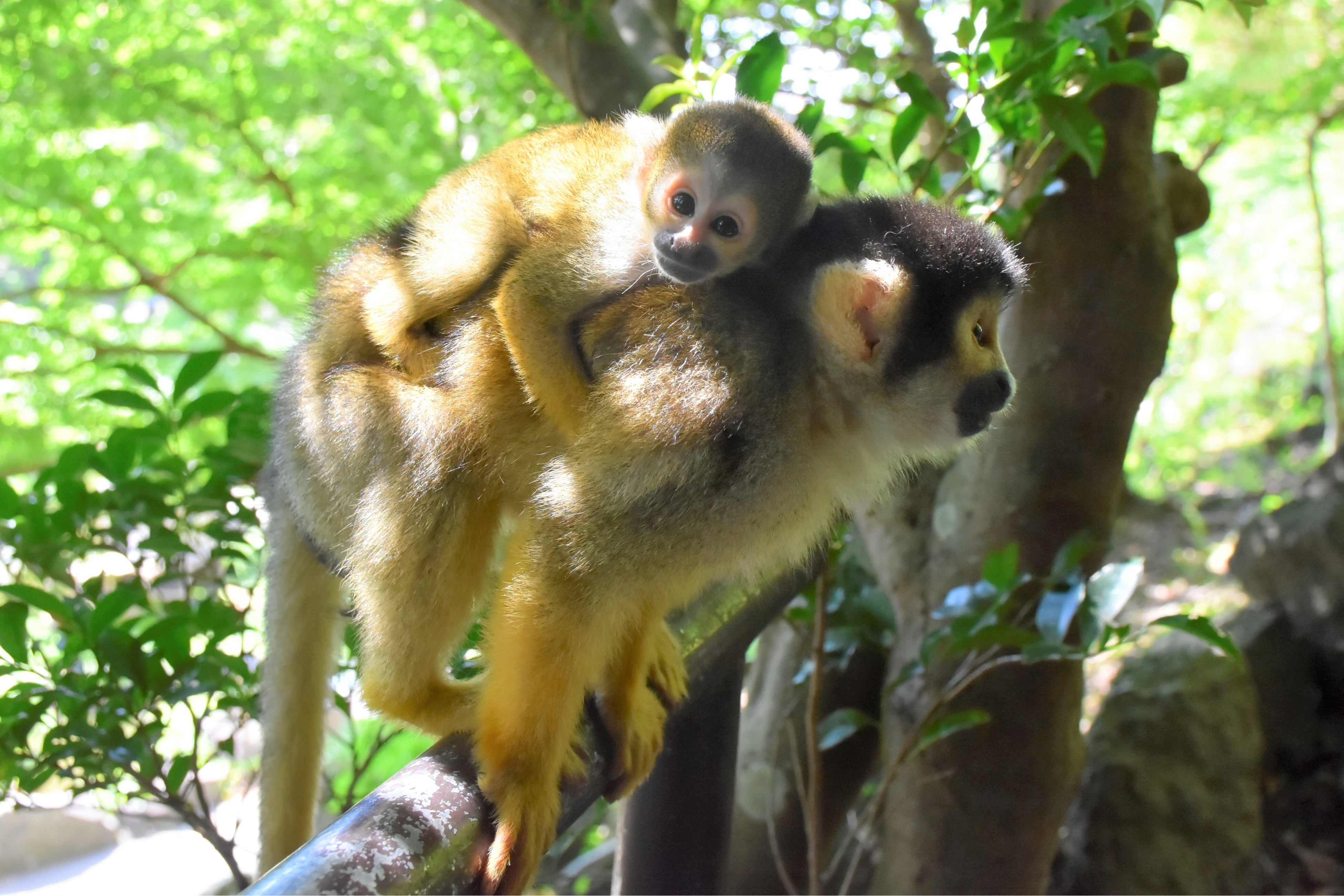 園内放し飼いの群れで誕生したリスザルの赤ちゃん