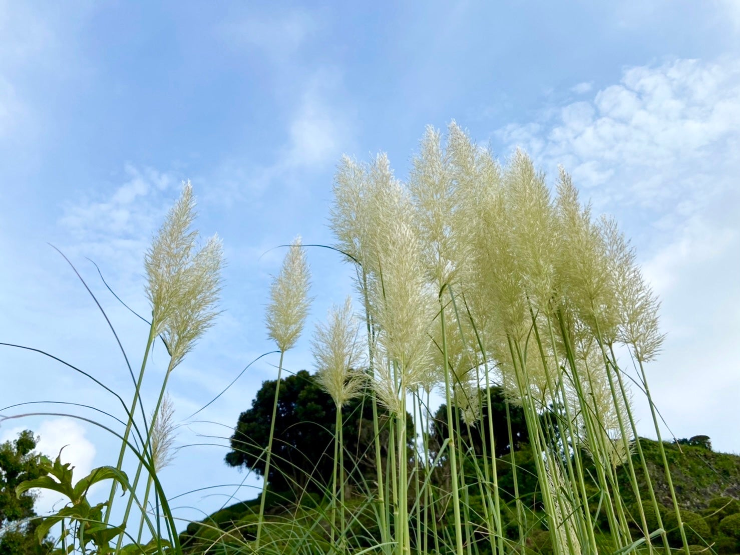 パンパスグラス