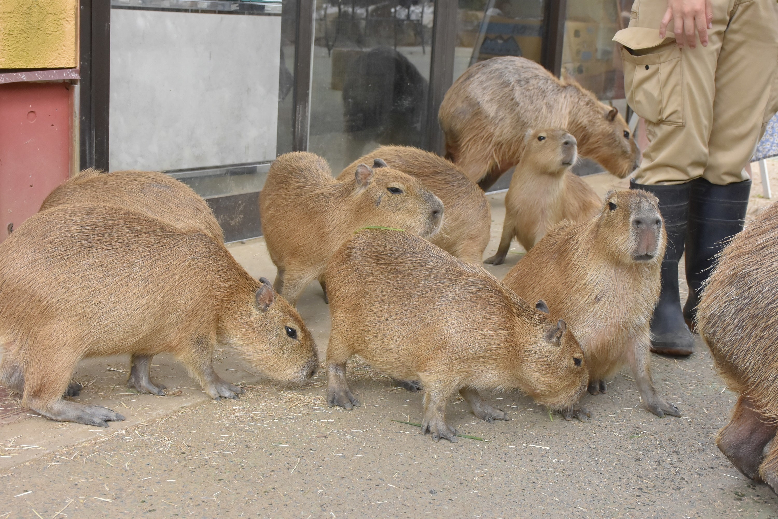 カピバラの赤ちゃんすくすく成長中＆「パンパスグラス」が秋の到来を