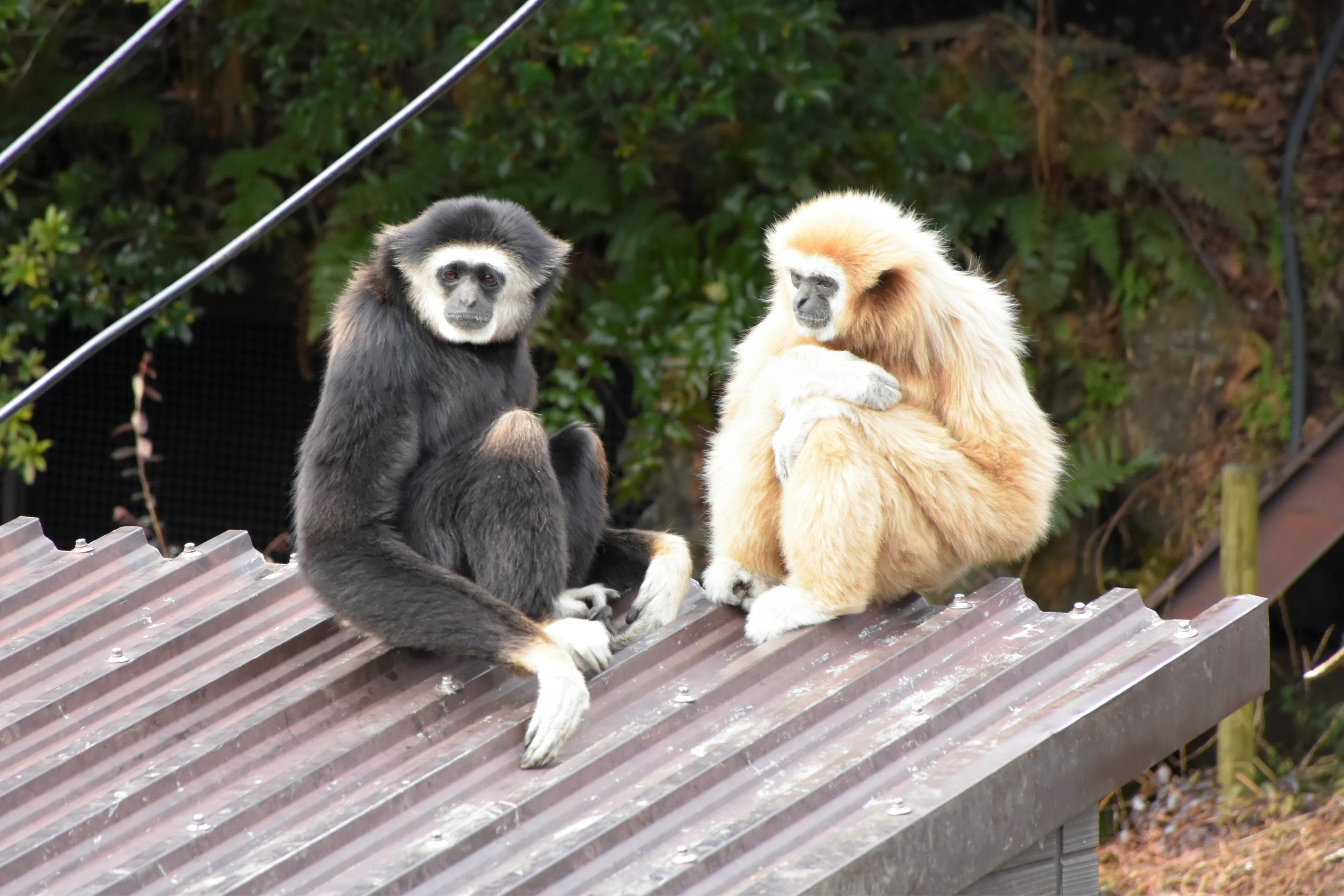 両親（左：父「ボビー」 右：母「ユズ」）