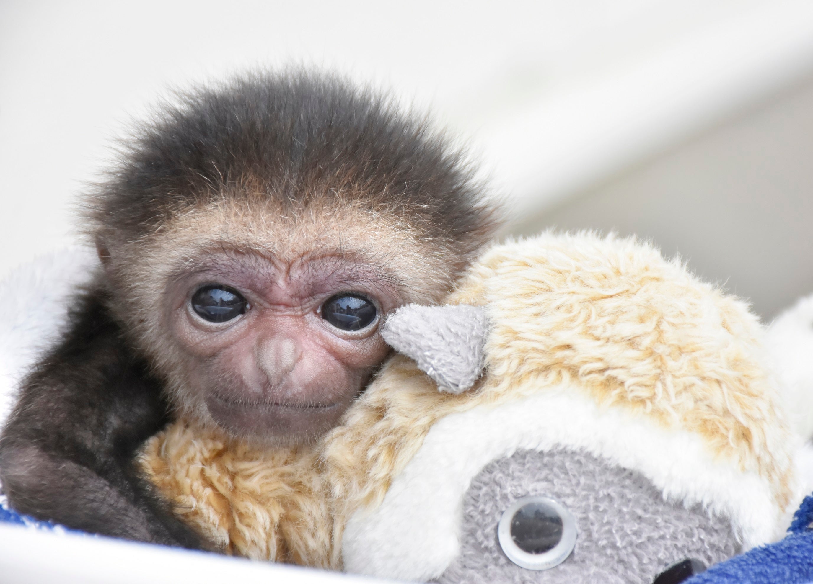 シロテテナガザルの赤ちゃん