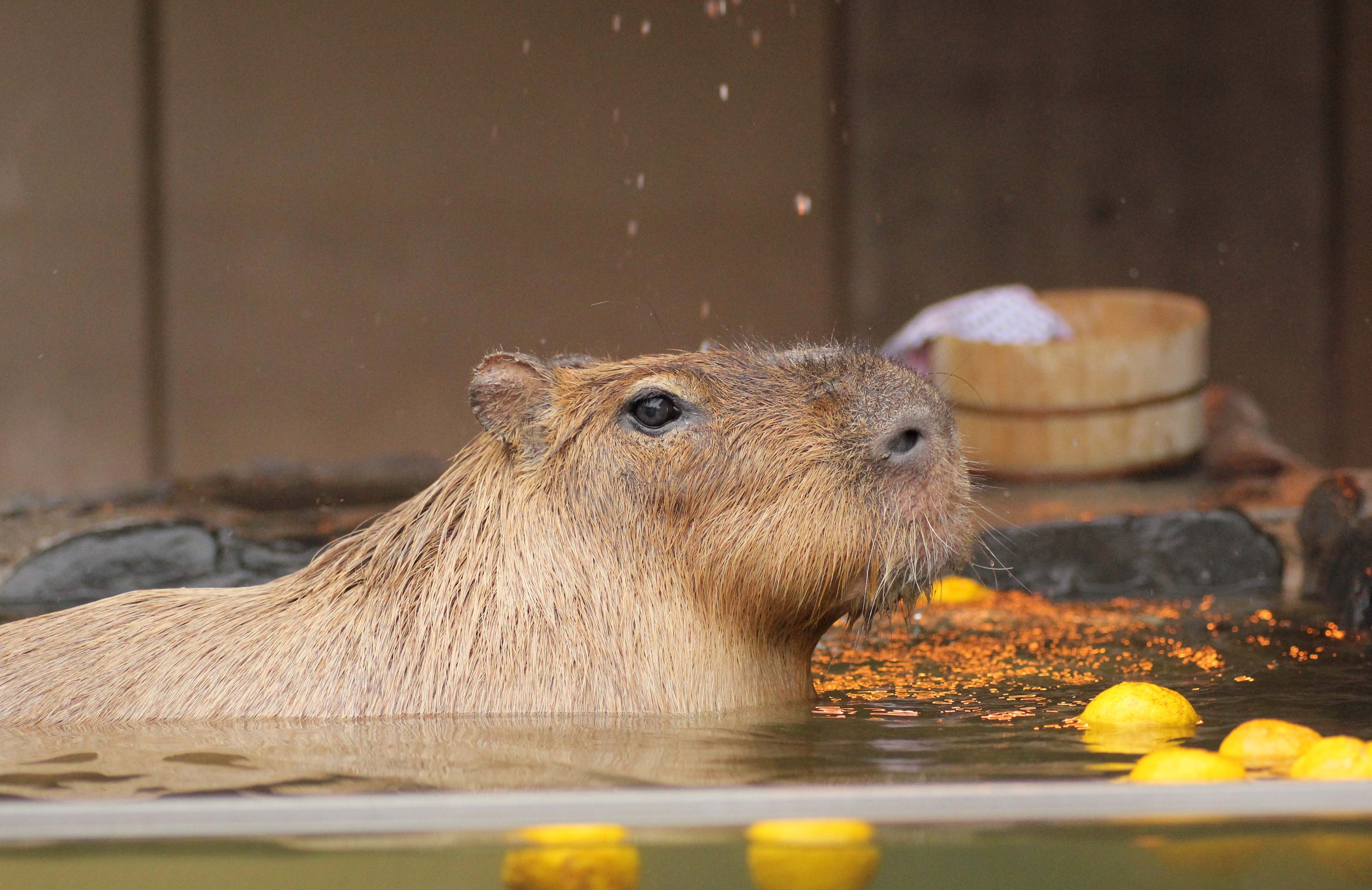 【石川】モミジ