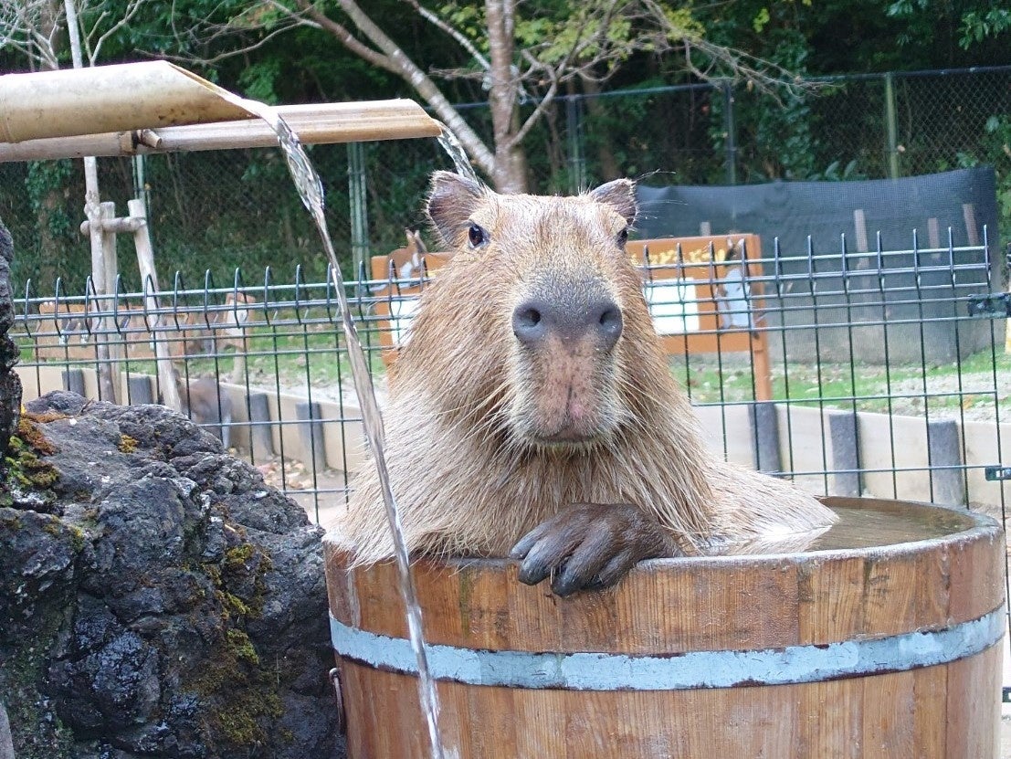 【埼玉】イリサ