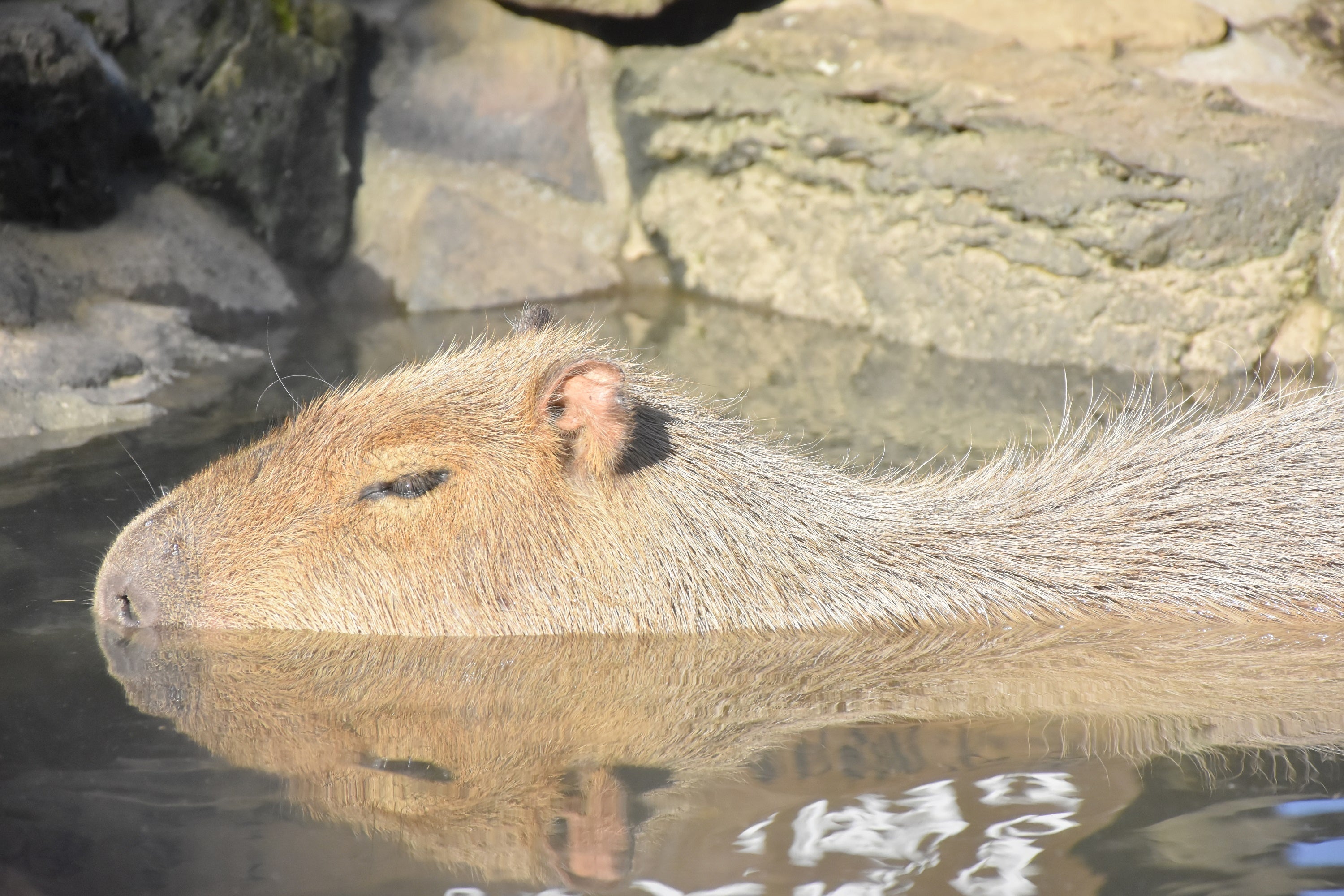 お風呂にのんびり浸かるカピバラ