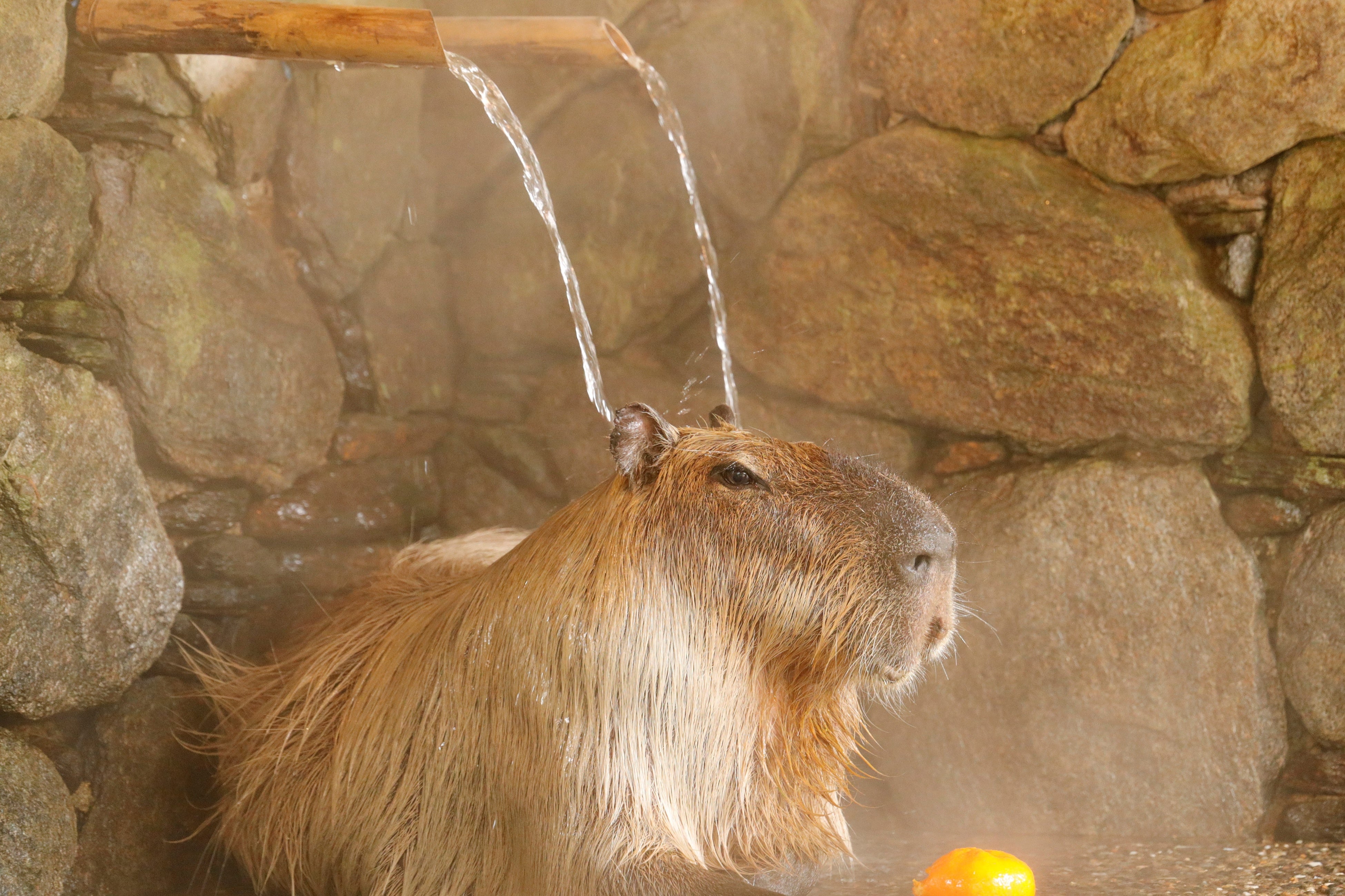 【長崎】ドーナツ