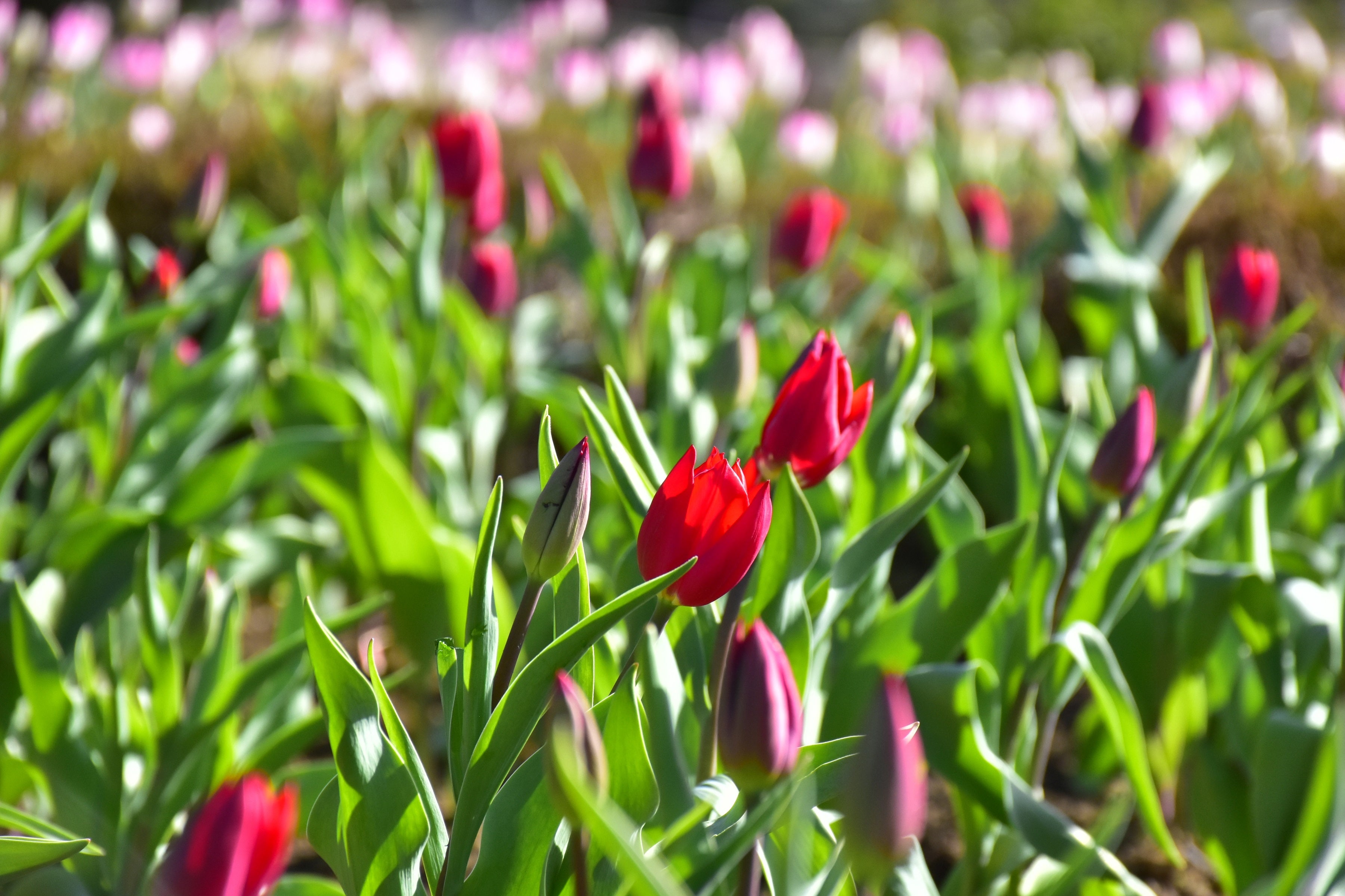 深紅の「カリー」