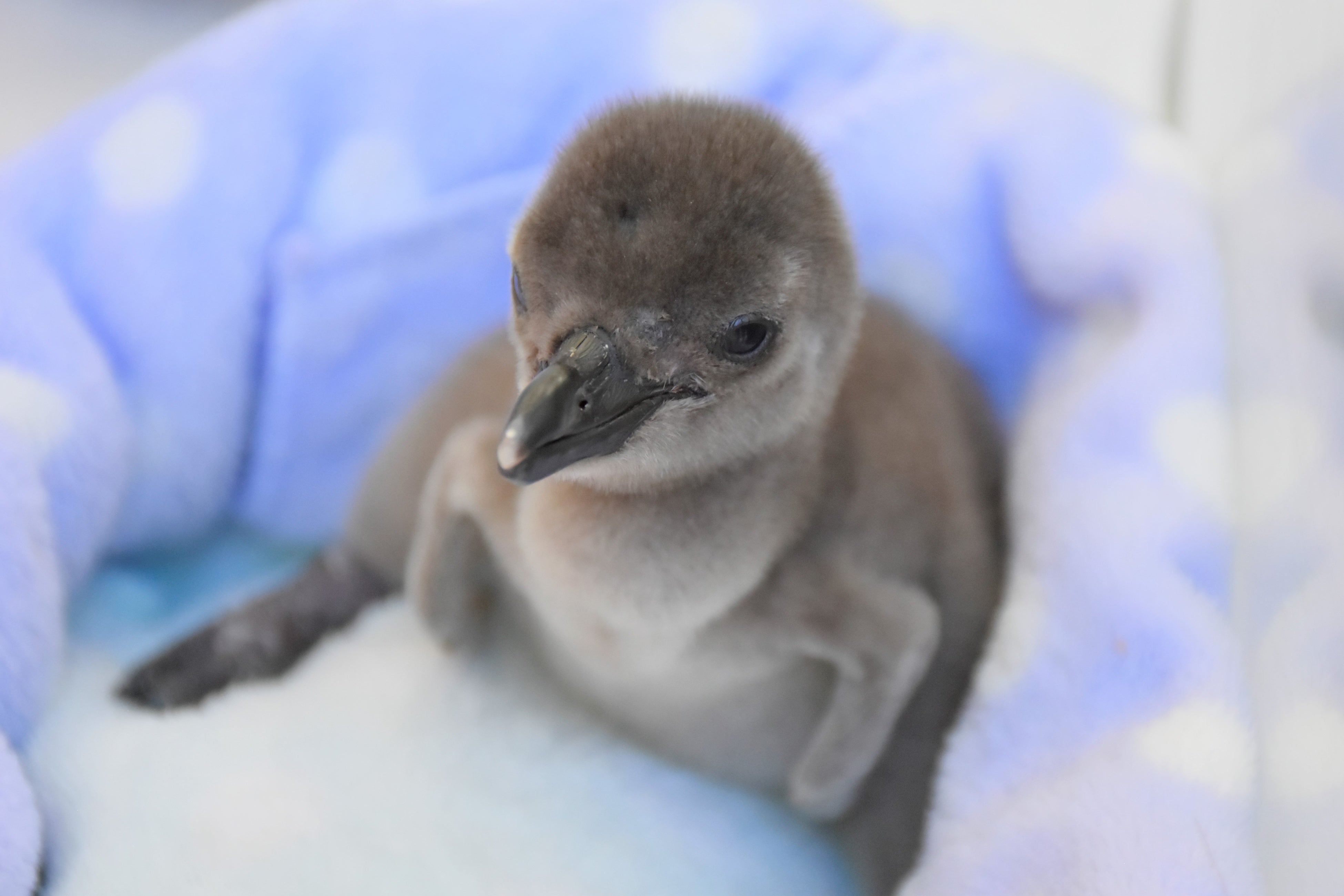 人工育雛で成長中の雛