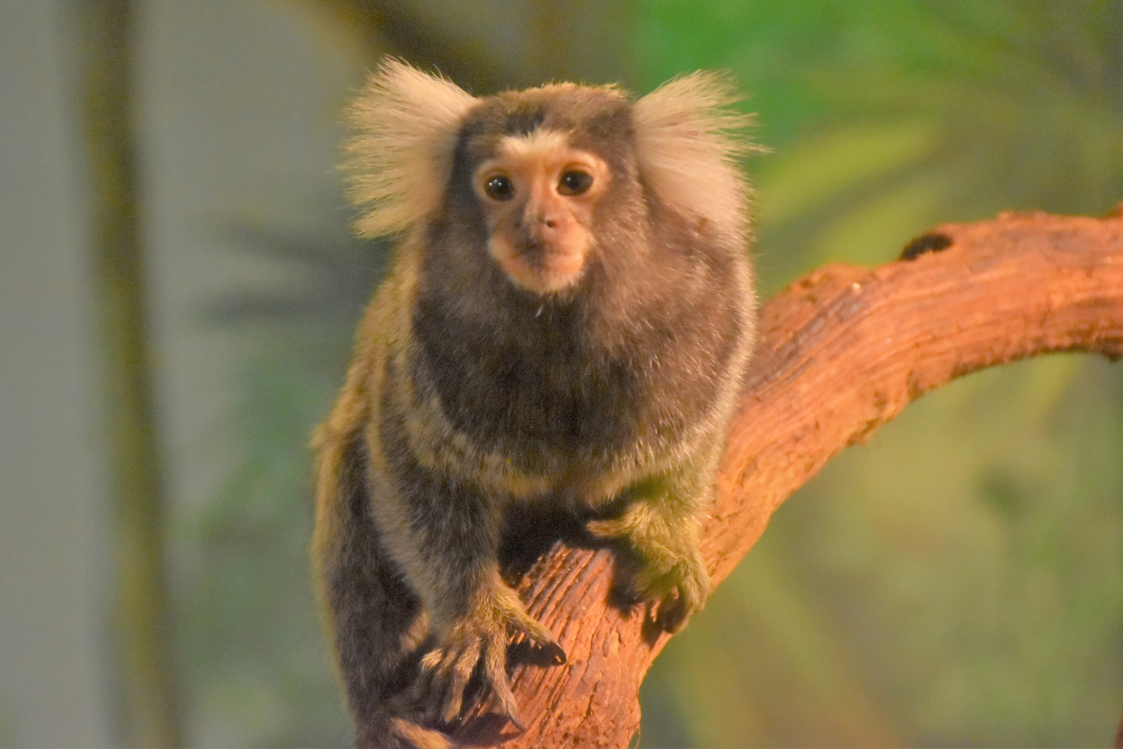 コモンマーモセット