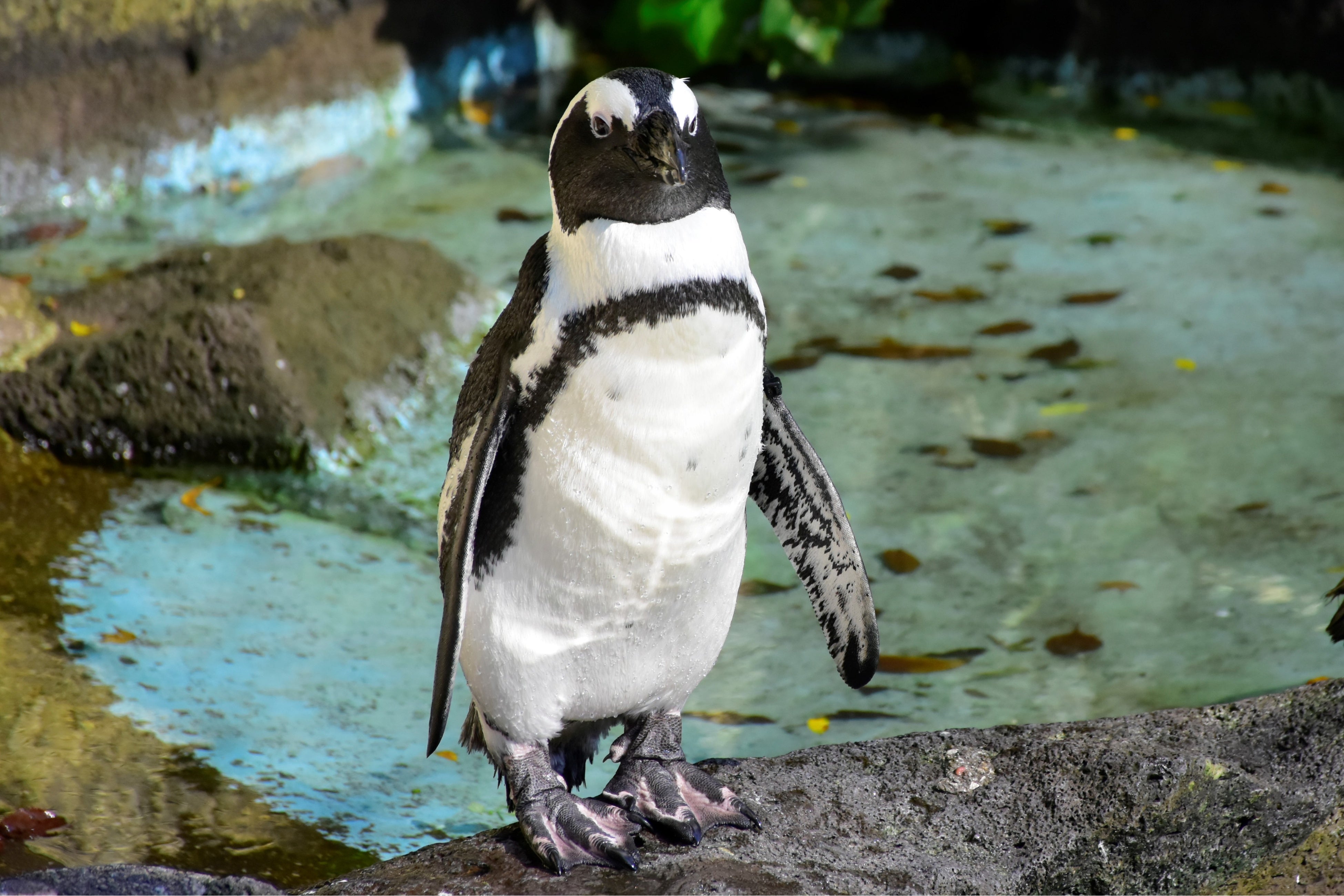 ケープペンギン