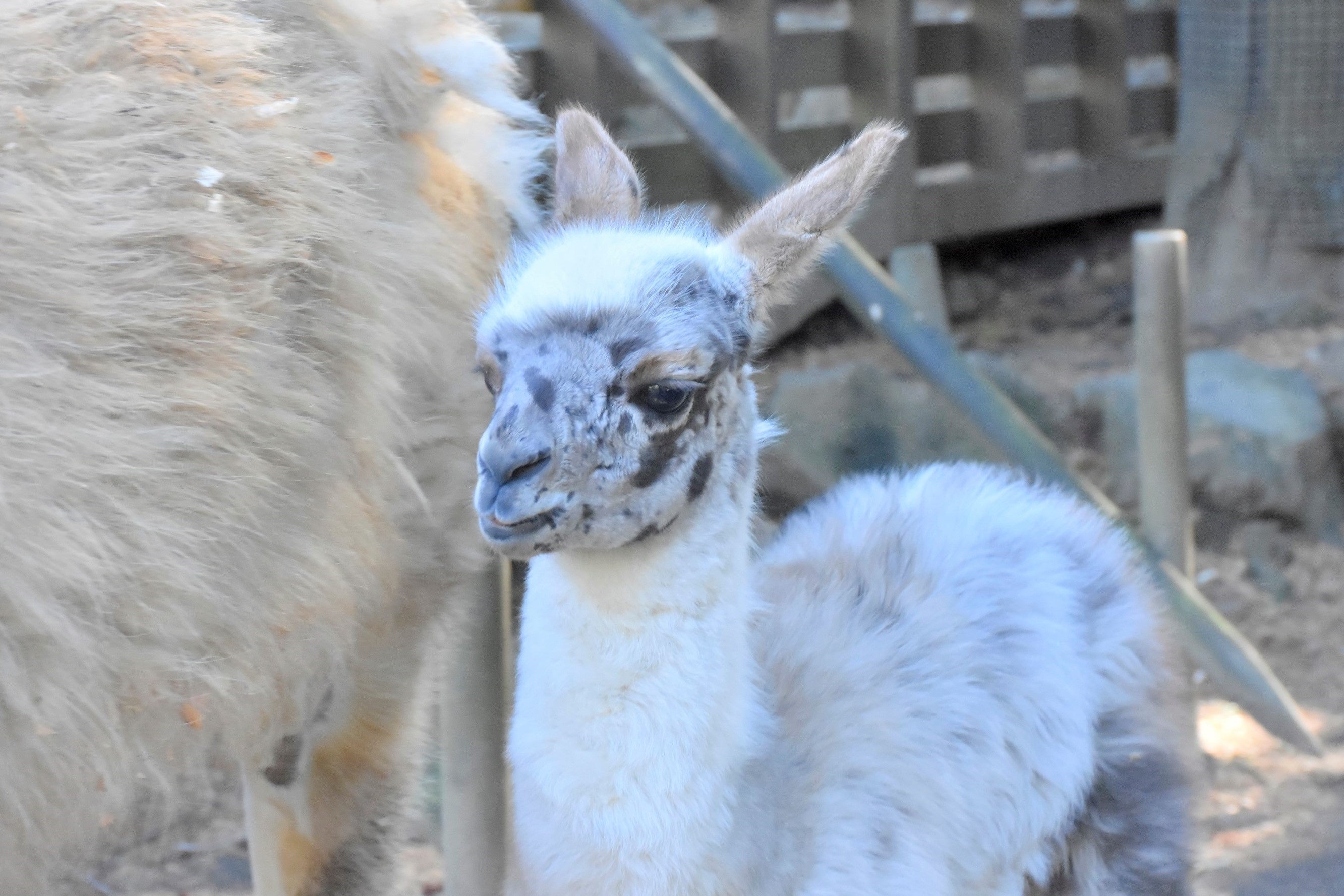 顔まわりやしっぽのあたりにあるグレーや茶色の毛がチャームポイント