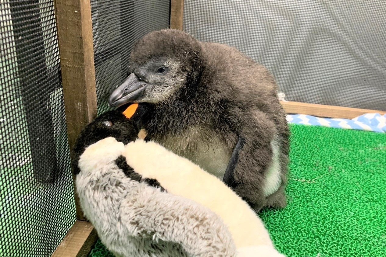 10月25日生まれの「イロハ」