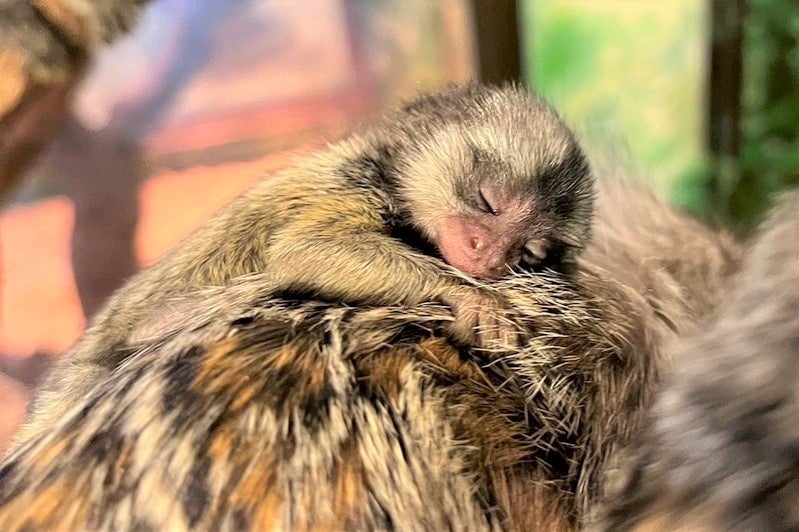 コモンマーモセットの赤ちゃん