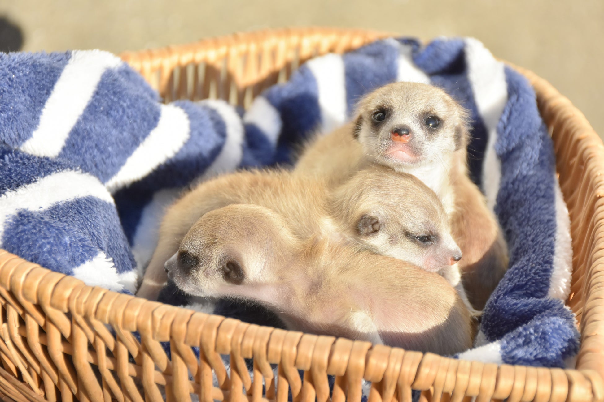 ミーアキャットの赤ちゃん