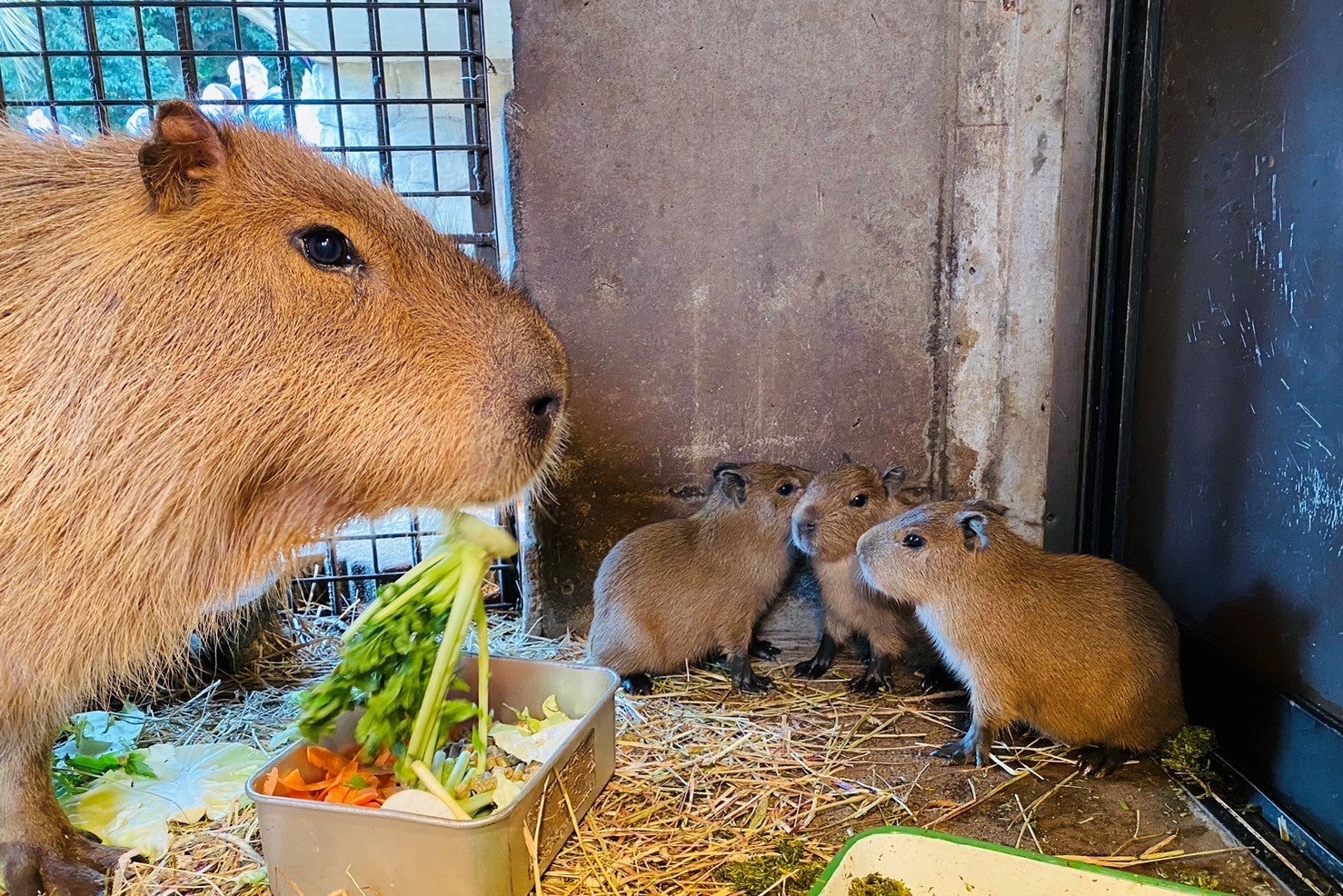 カピバラの赤ちゃん