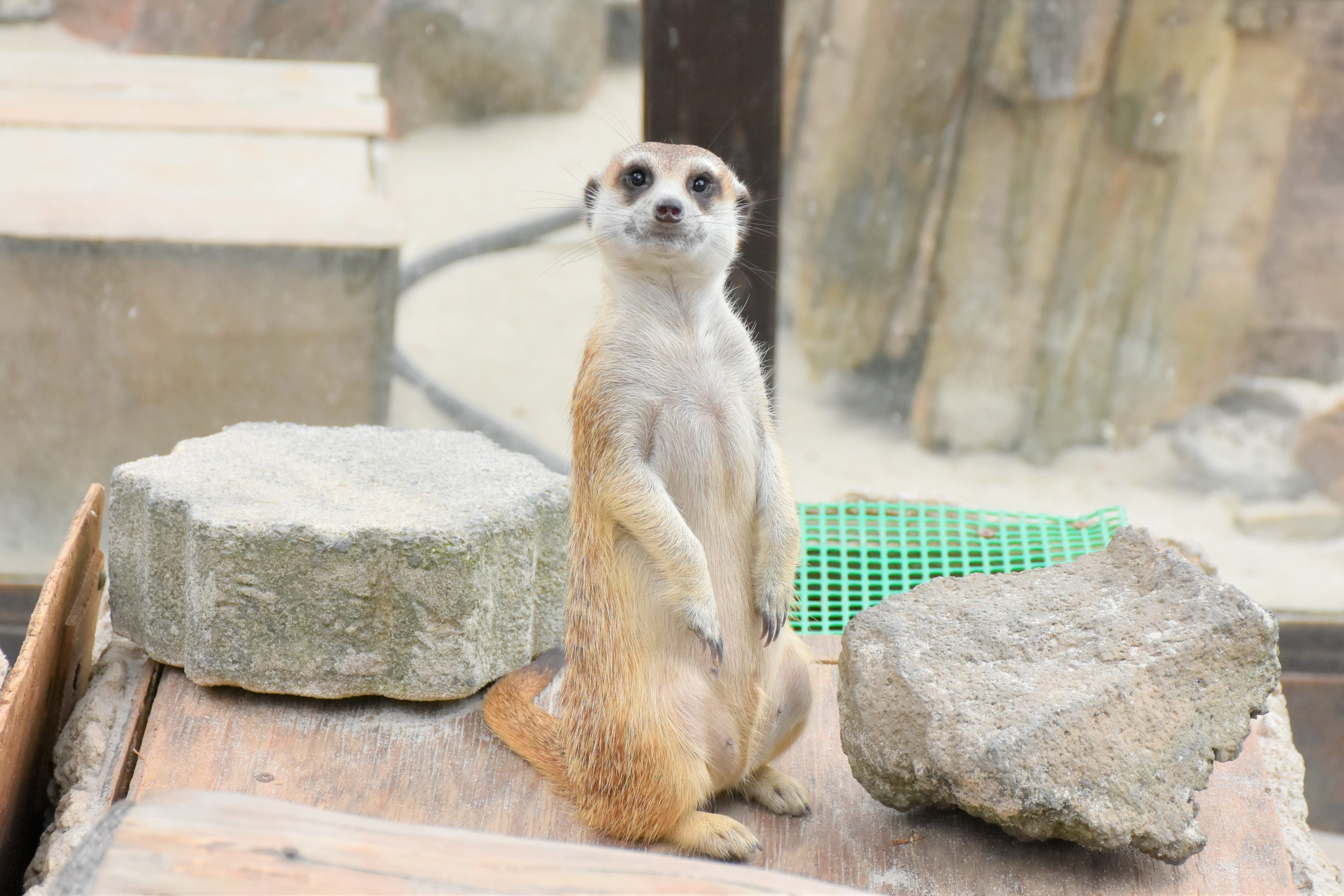 ミーアキャット