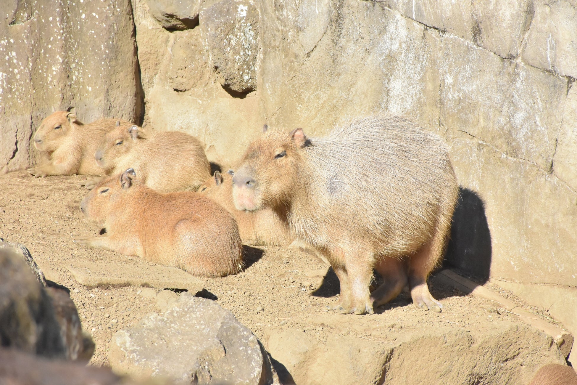 カピバラ