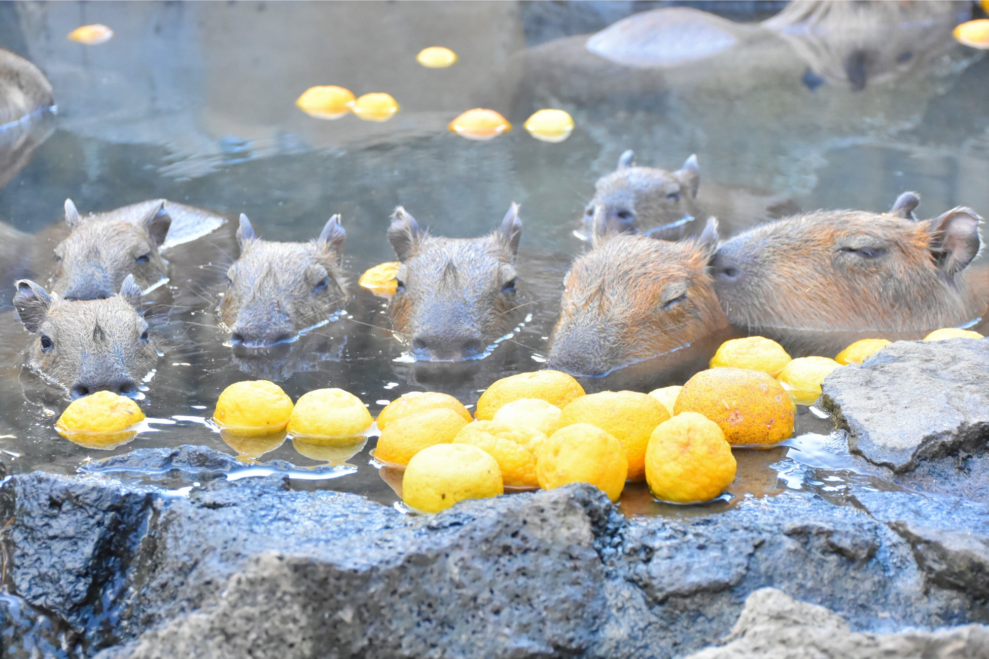 秋頃に誕生した赤ちゃんたちはお風呂でのんびり