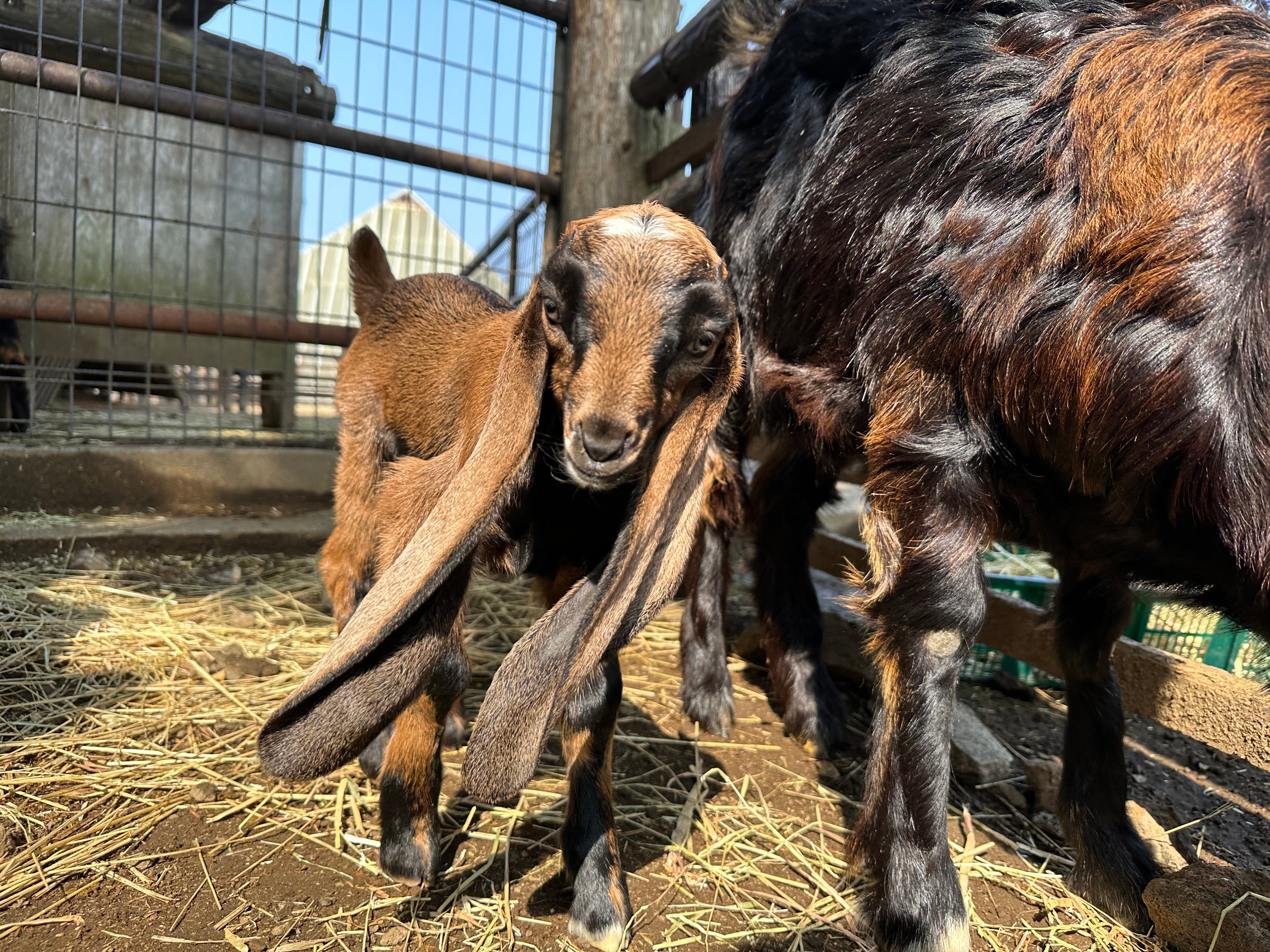 ミミナガヤギの赤ちゃん