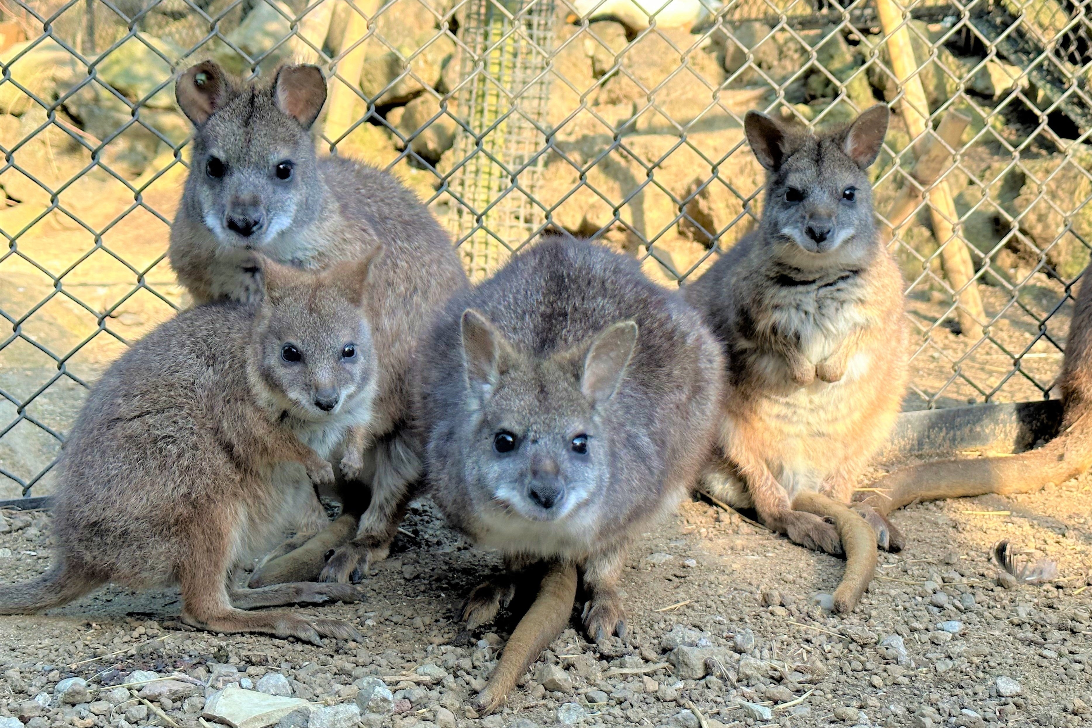 パルマワラビー