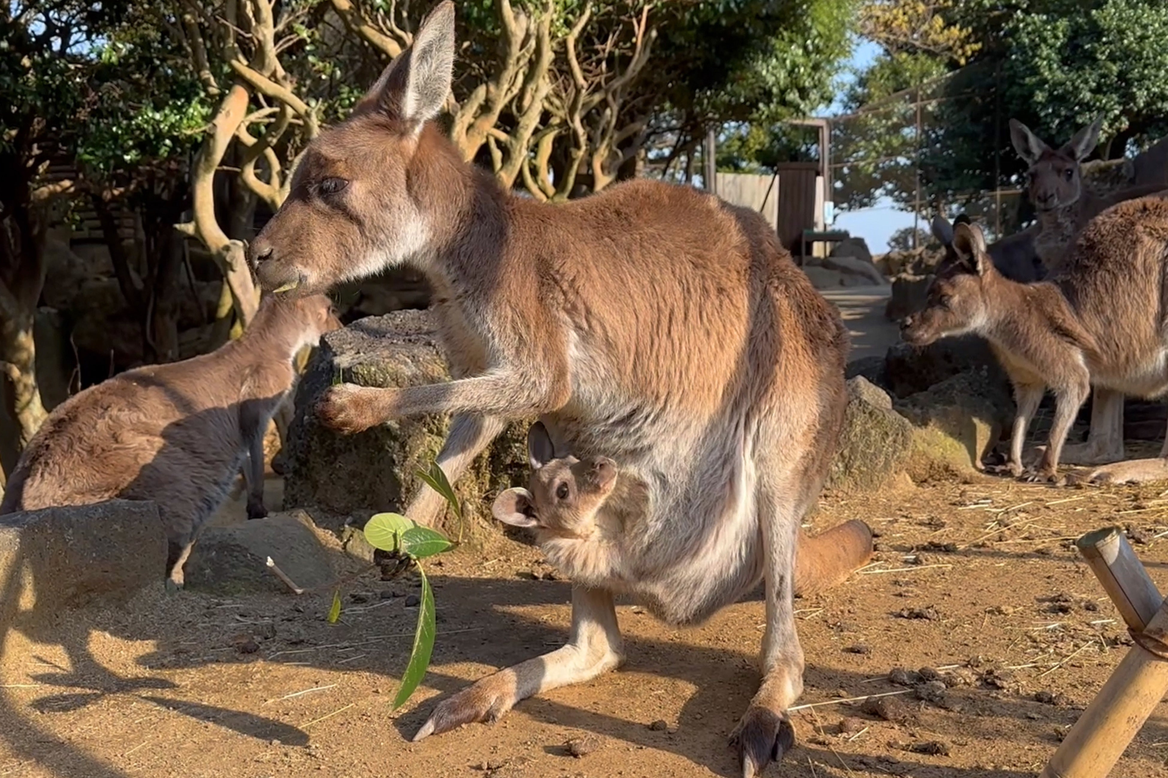 クロカンガルーの赤ちゃん