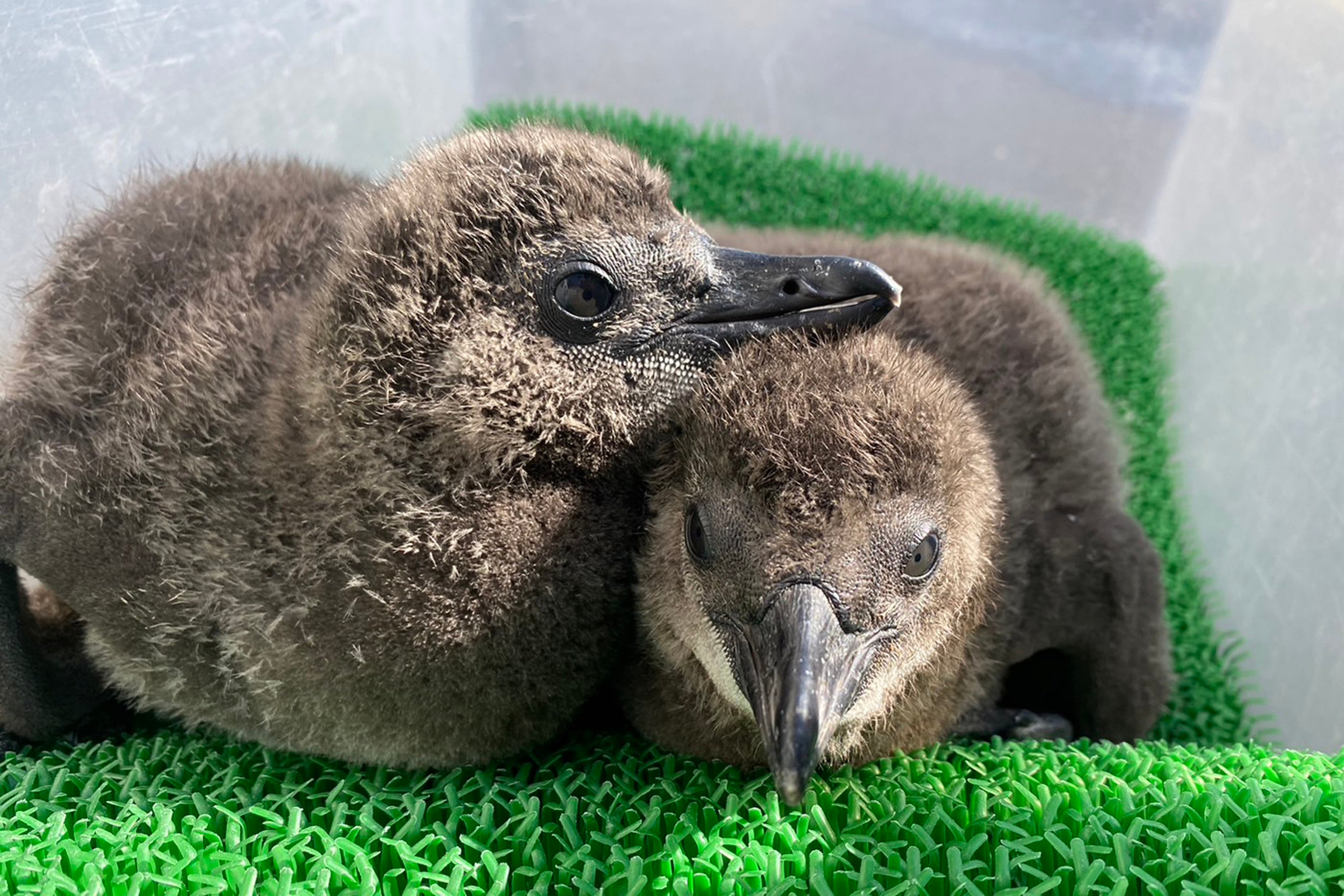 ケープペンギンの赤ちゃん